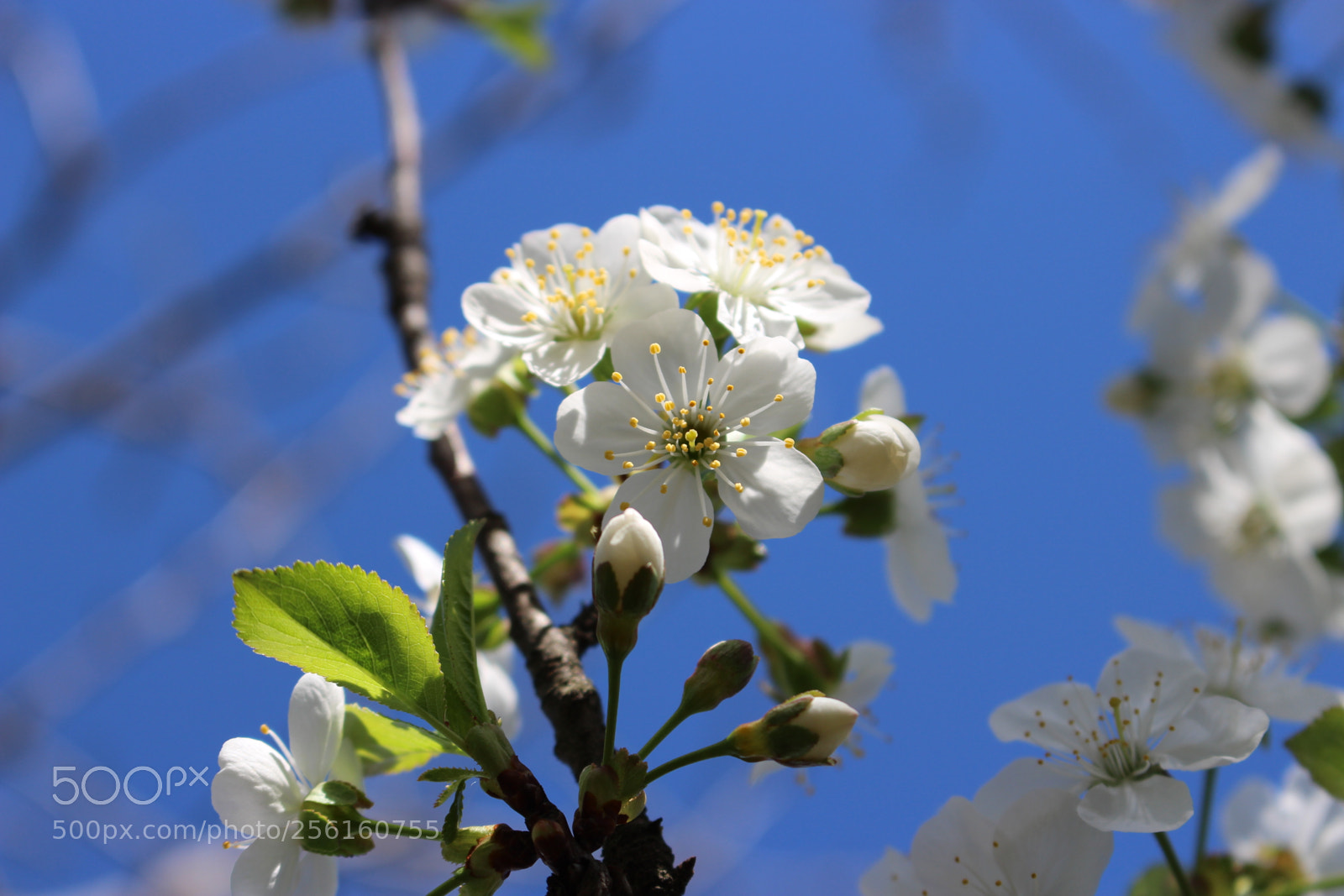 Canon EOS 700D (EOS Rebel T5i / EOS Kiss X7i) sample photo. Spring blossom: cherry more photography
