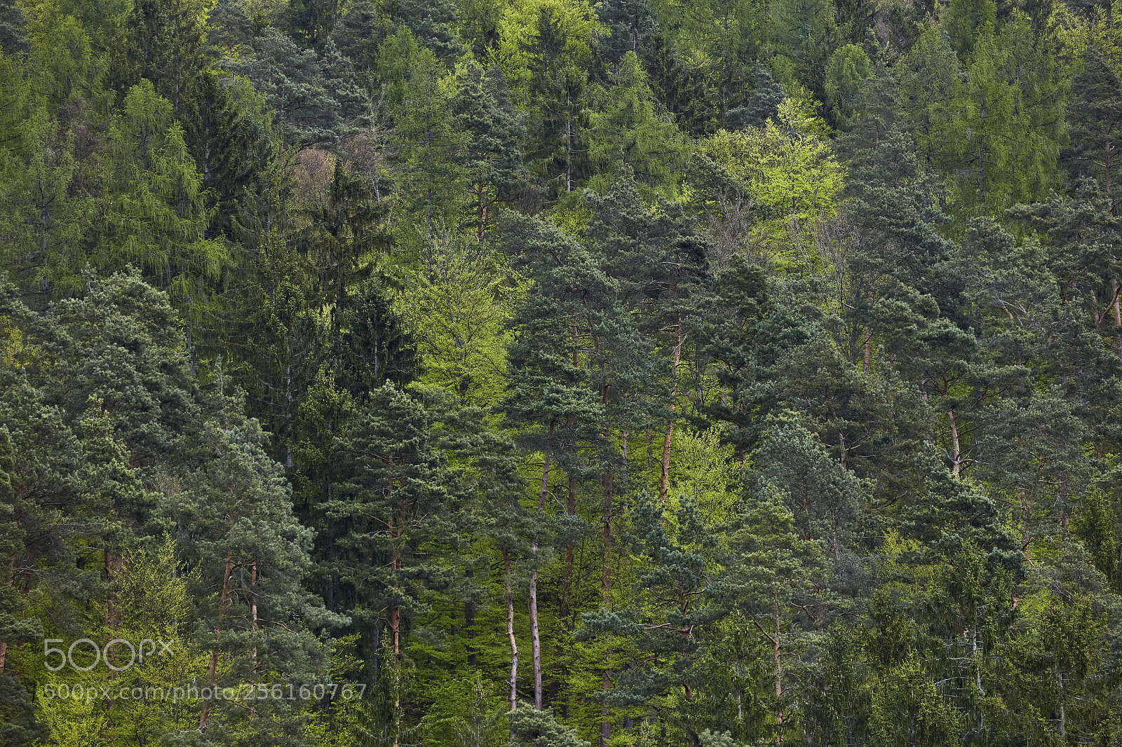 Canon EOS 5DS R sample photo. Fresh green spring forest photography