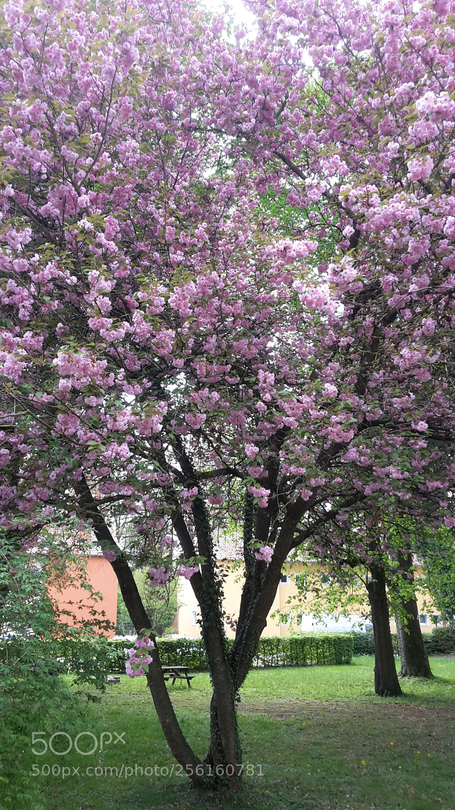 Samsung Galaxy S5 Mini sample photo. Pink blossoms photography
