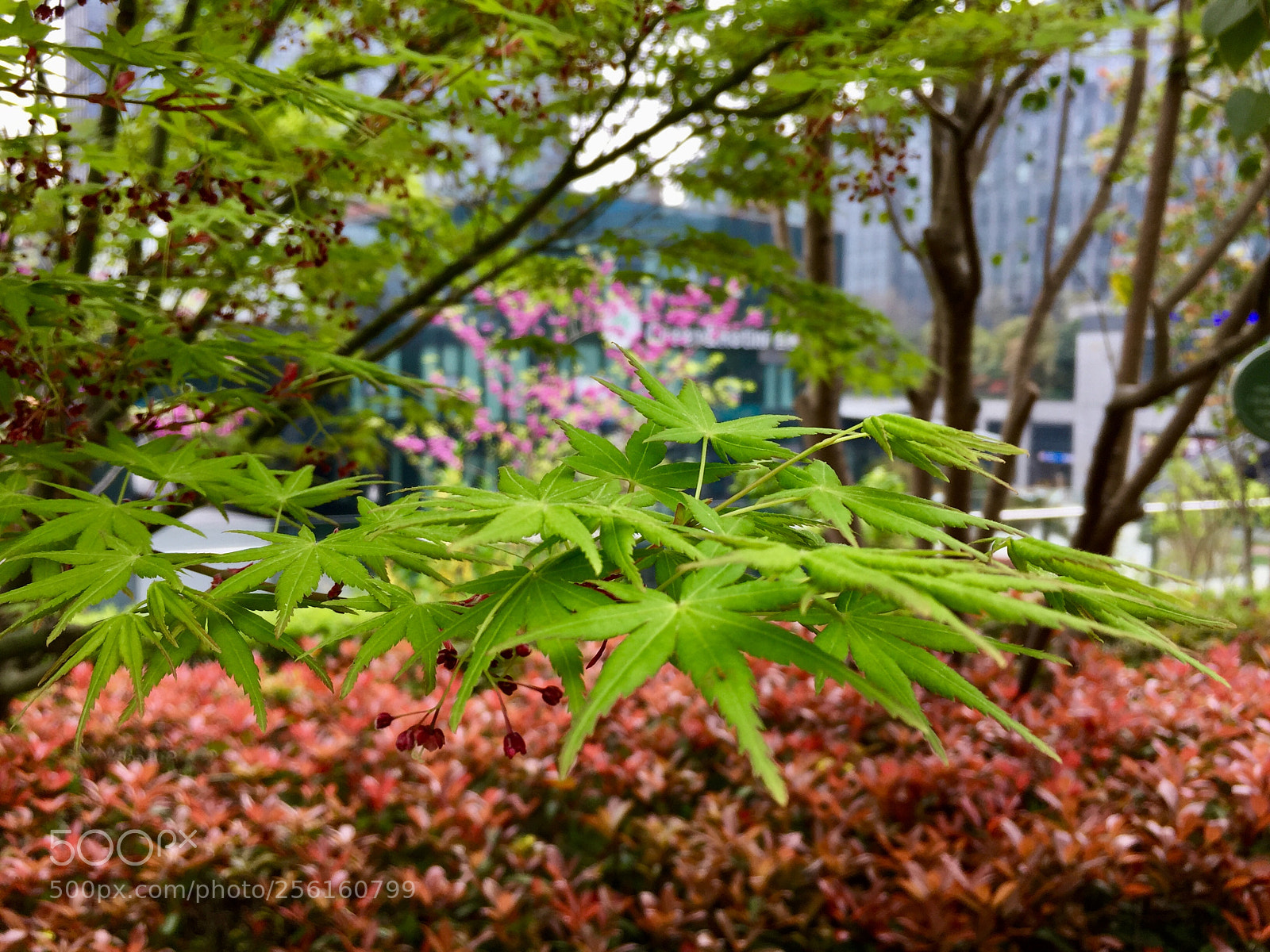 Apple iPhone 6 Plus sample photo. 东方万国企业中心园区 photography