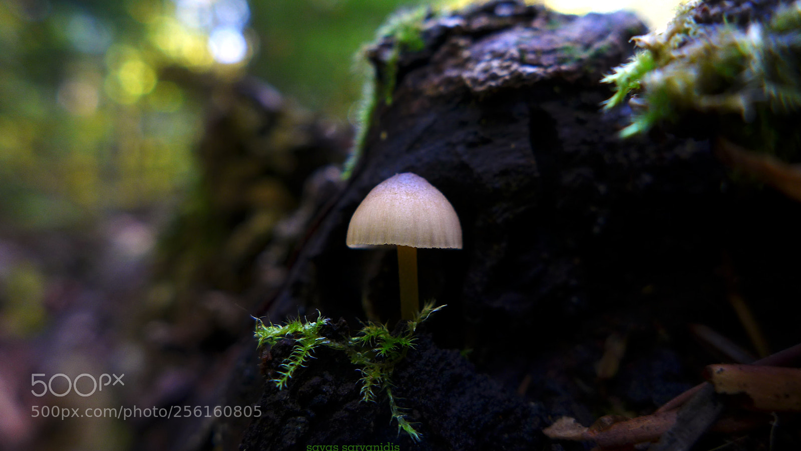 Panasonic Lumix DMC-LX7 sample photo. Little in the forest photography
