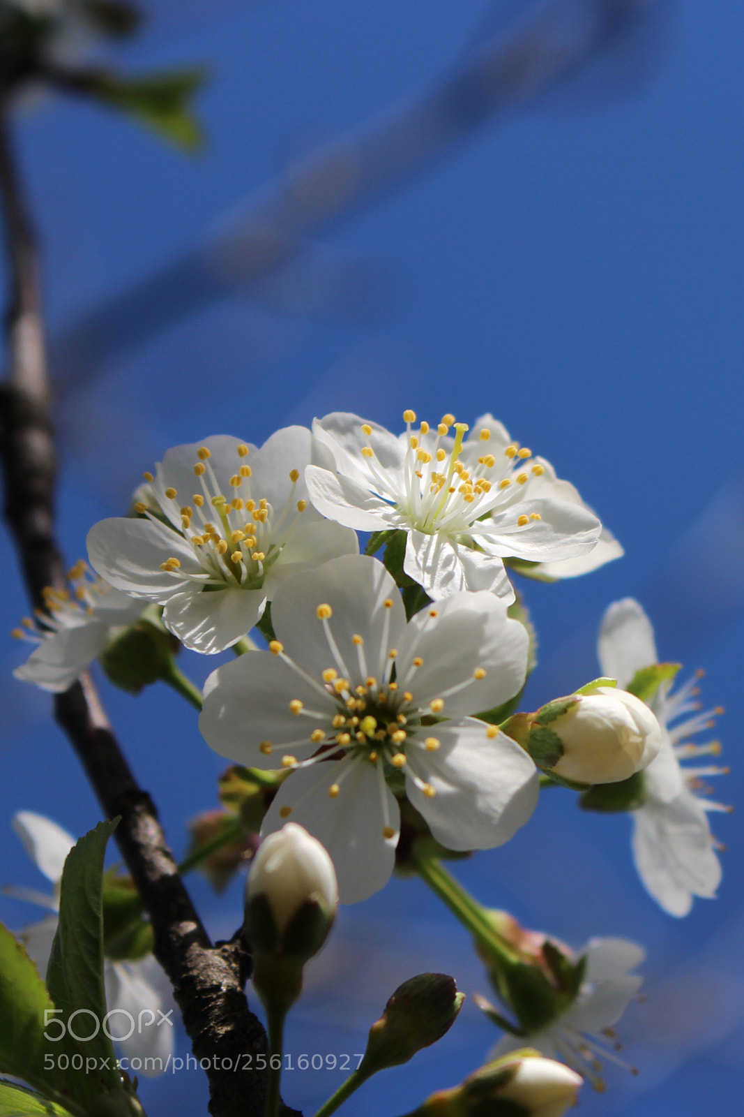 Canon EOS 700D (EOS Rebel T5i / EOS Kiss X7i) sample photo. Spring blossom: cherry light photography