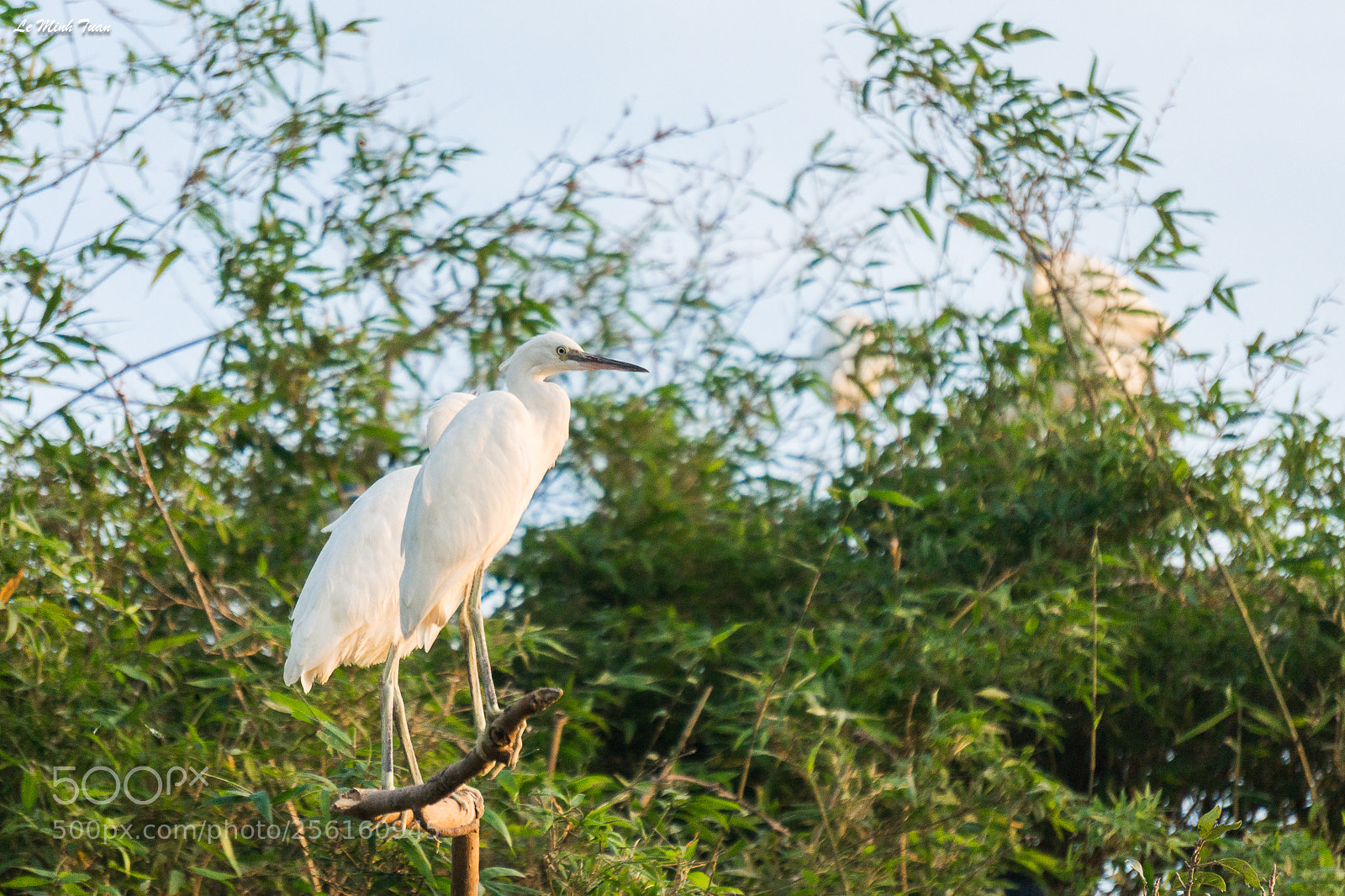 Sony Alpha NEX-7 sample photo. Storks photography