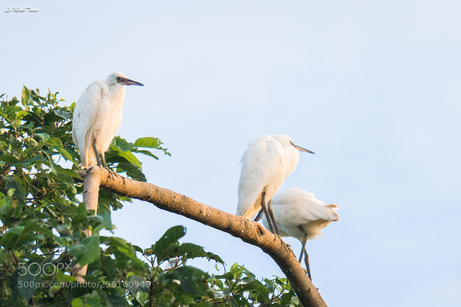 Sony Alpha NEX-7 sample photo. Storks photography