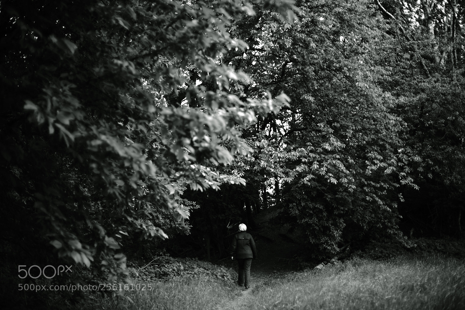 Sony a7R II sample photo. Walking path 9 photography
