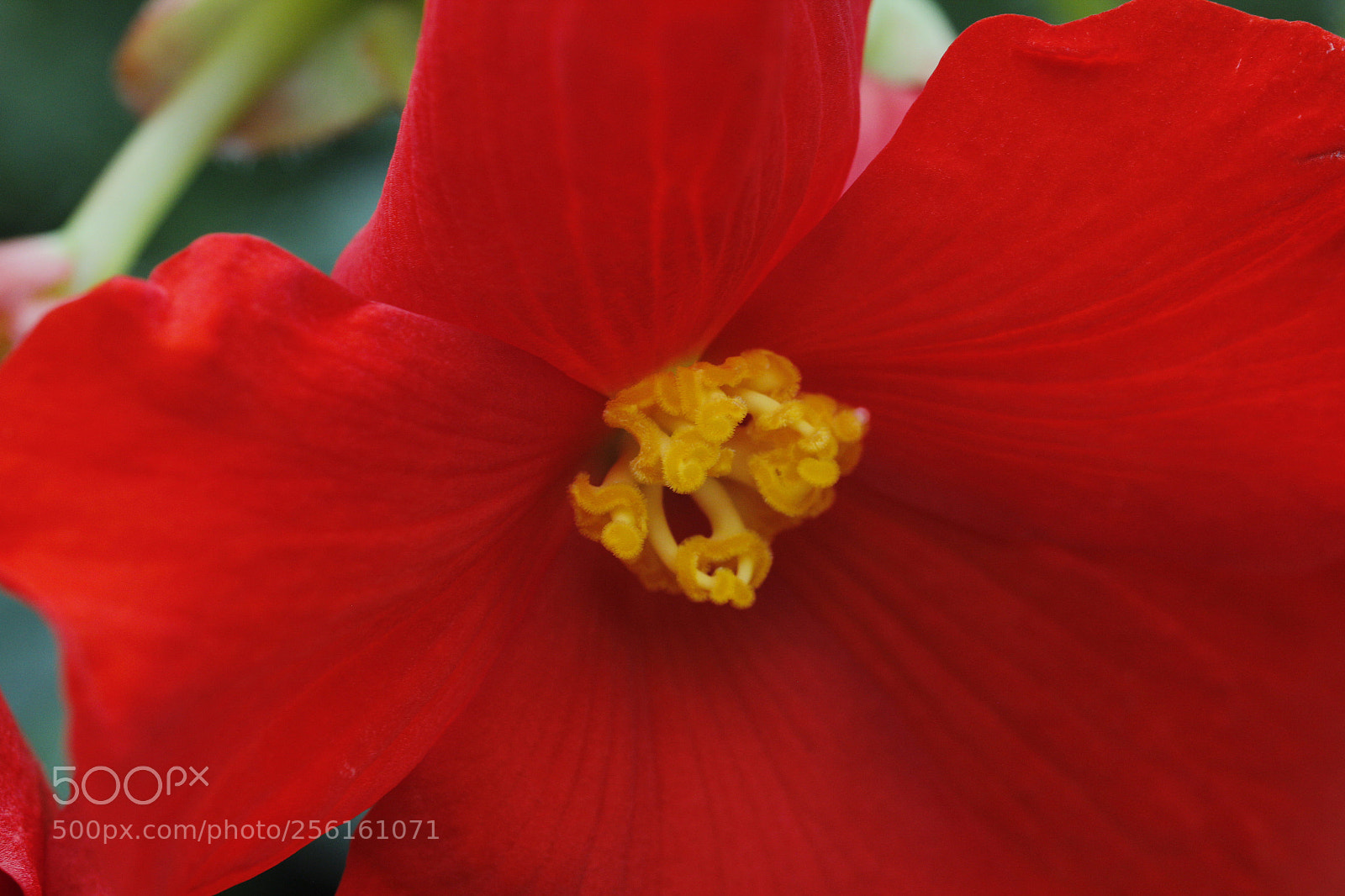 Canon EOS 60D sample photo. Begonia 'fred martin' photography