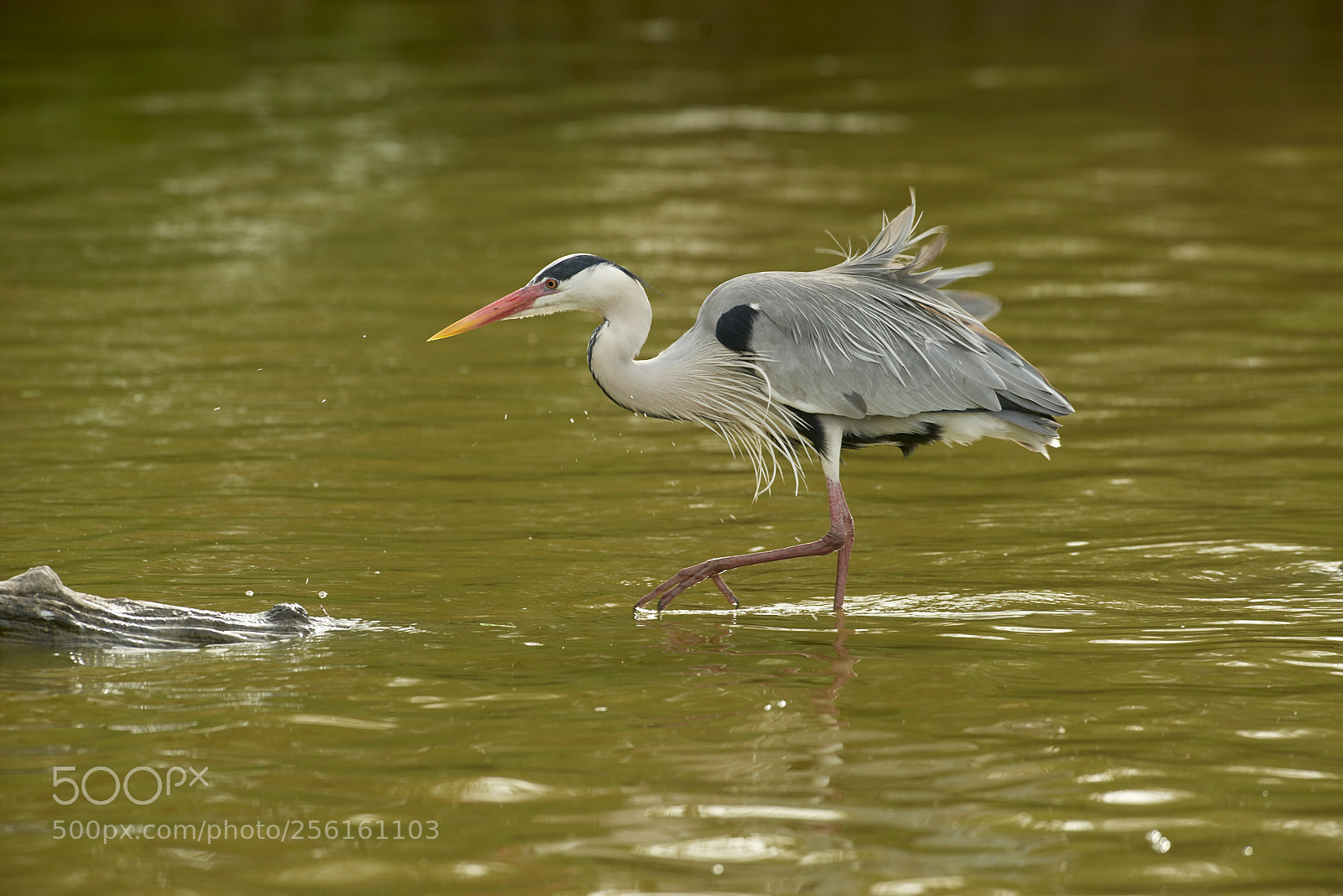 Nikon D800 sample photo. The heron's walk photography