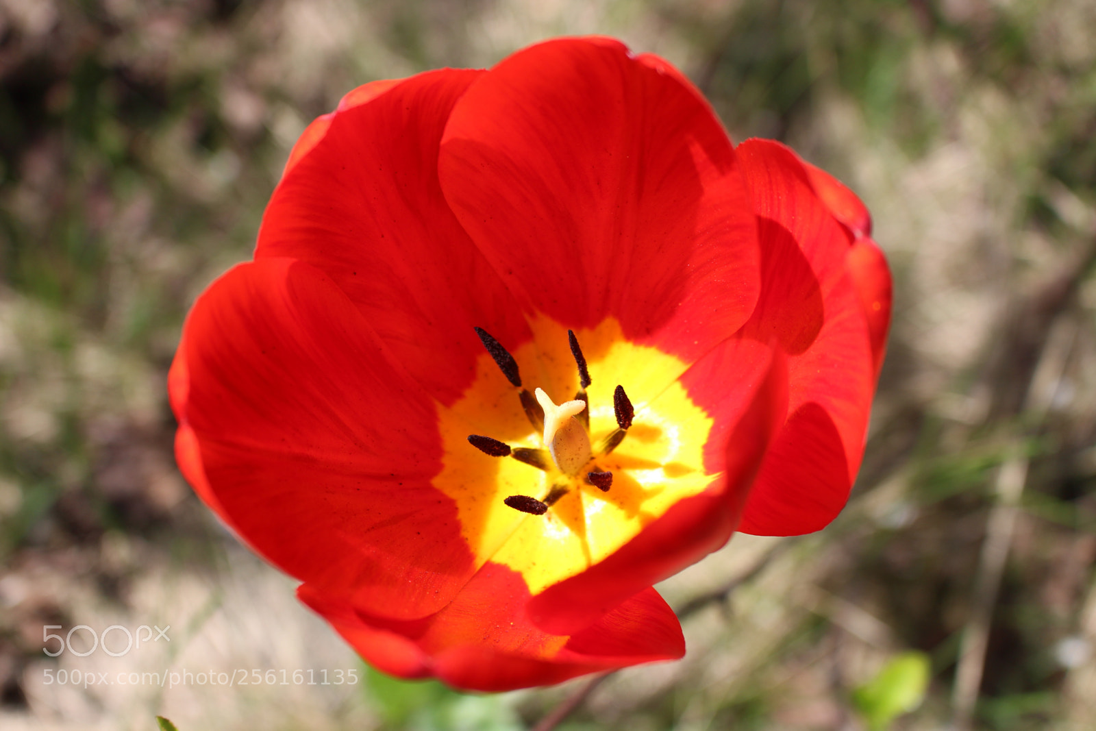 Canon EOS 700D (EOS Rebel T5i / EOS Kiss X7i) sample photo. Spring bloom: tulip photography