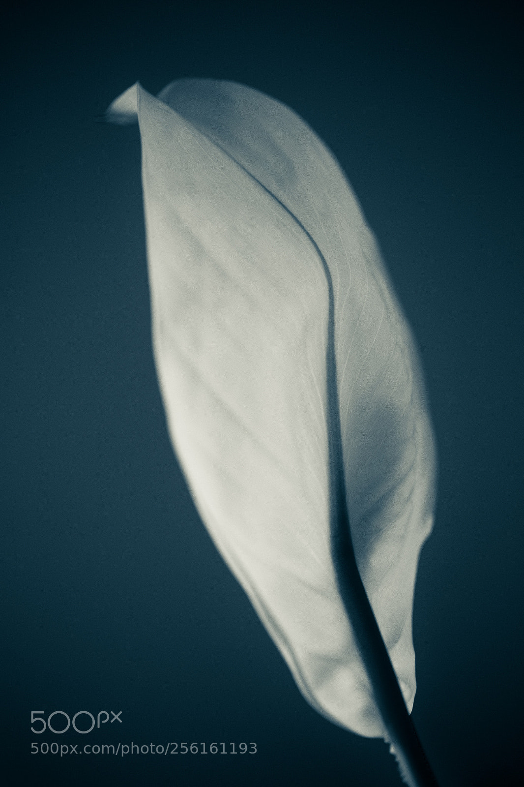 Canon EOS 6D sample photo. Cala photography