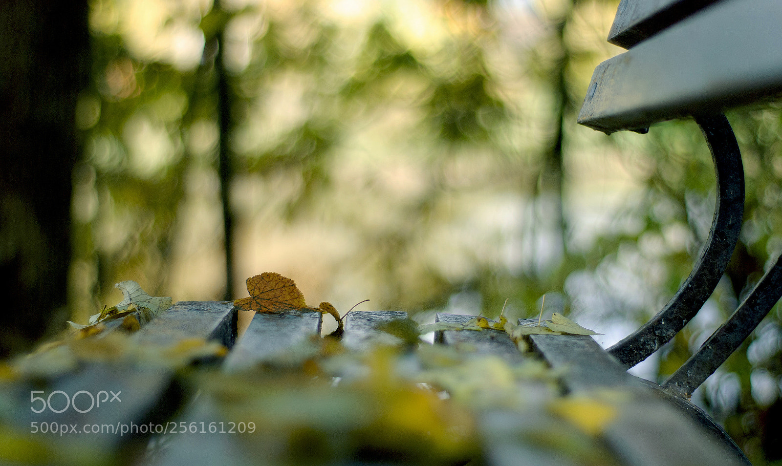Nikon D80 sample photo. Осень photography