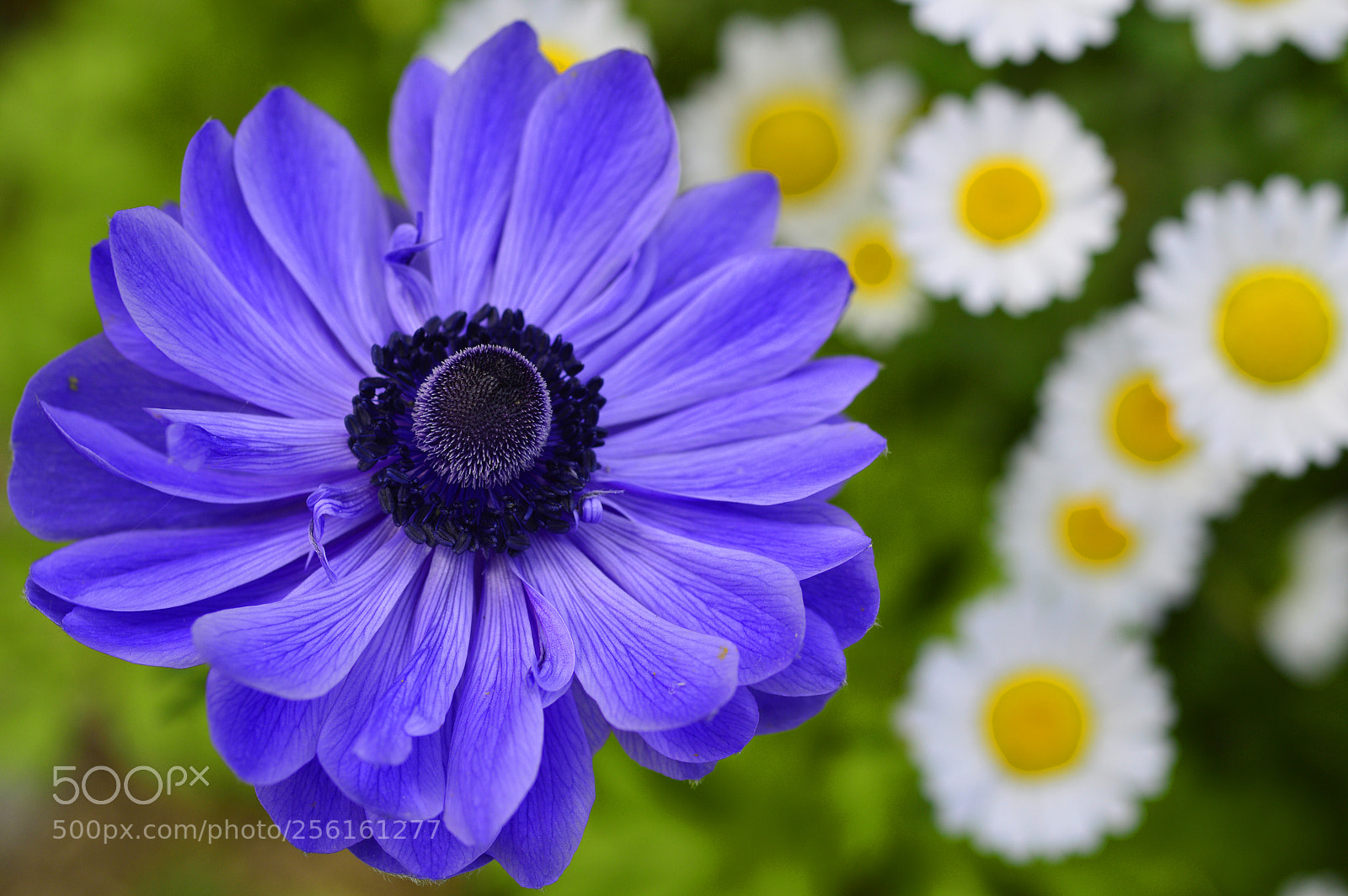 Nikon D3200 sample photo. Garden ......flwers photography