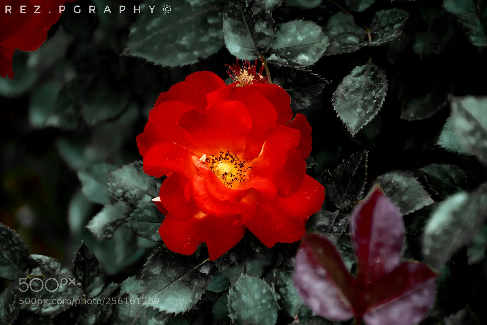 Nikon D5300 sample photo. Rose photography