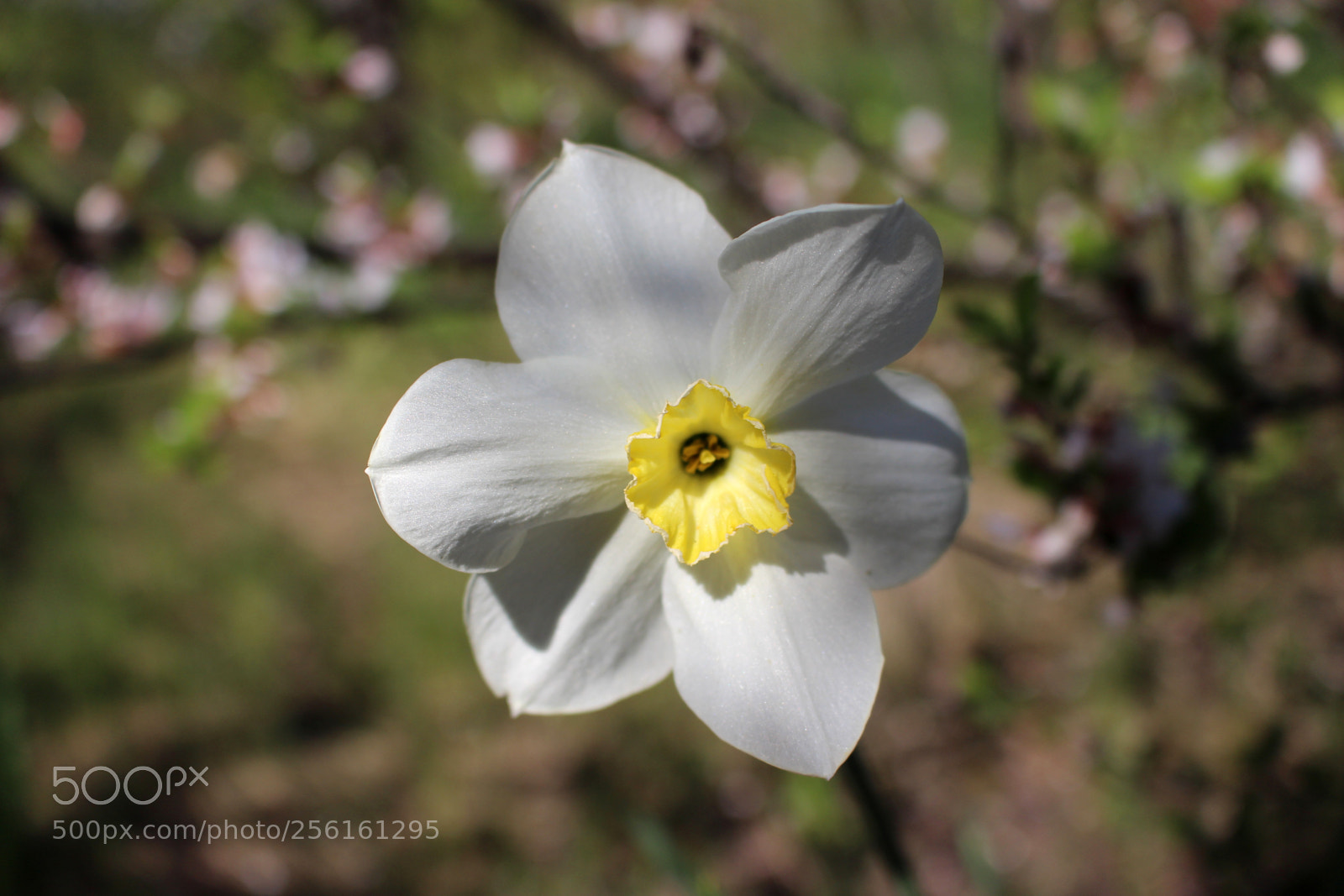 Canon EOS 700D (EOS Rebel T5i / EOS Kiss X7i) sample photo. Spring bloom: narcissus photography