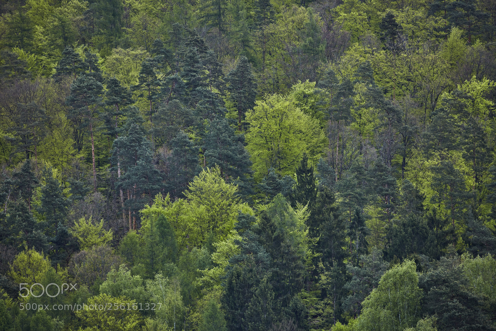 Canon EOS 5DS R sample photo. Fresh green spring forest photography