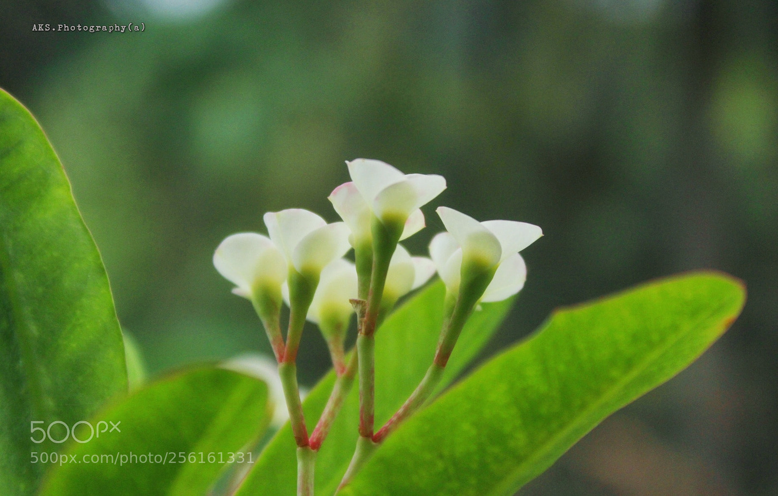 Canon EOS 1300D (EOS Rebel T6 / EOS Kiss X80) sample photo. Little flowers photography