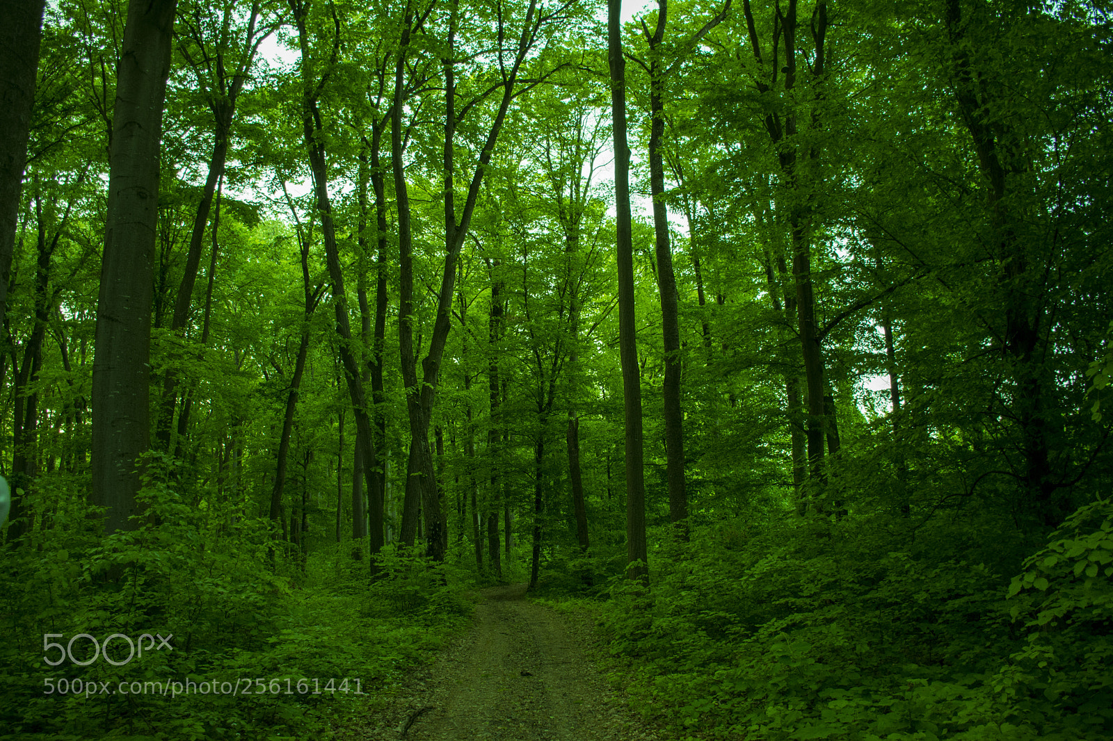 Nikon D7200 sample photo. This way. photography