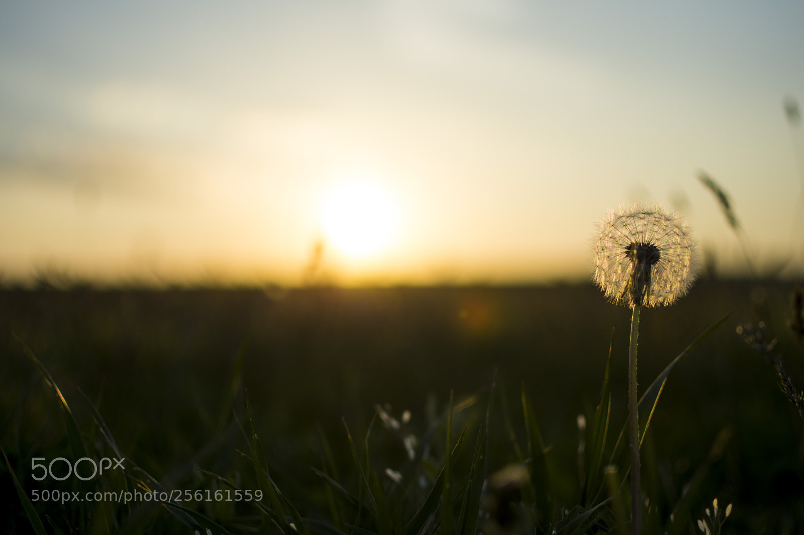 Nikon D7200 sample photo. Dandelion at sunset photography