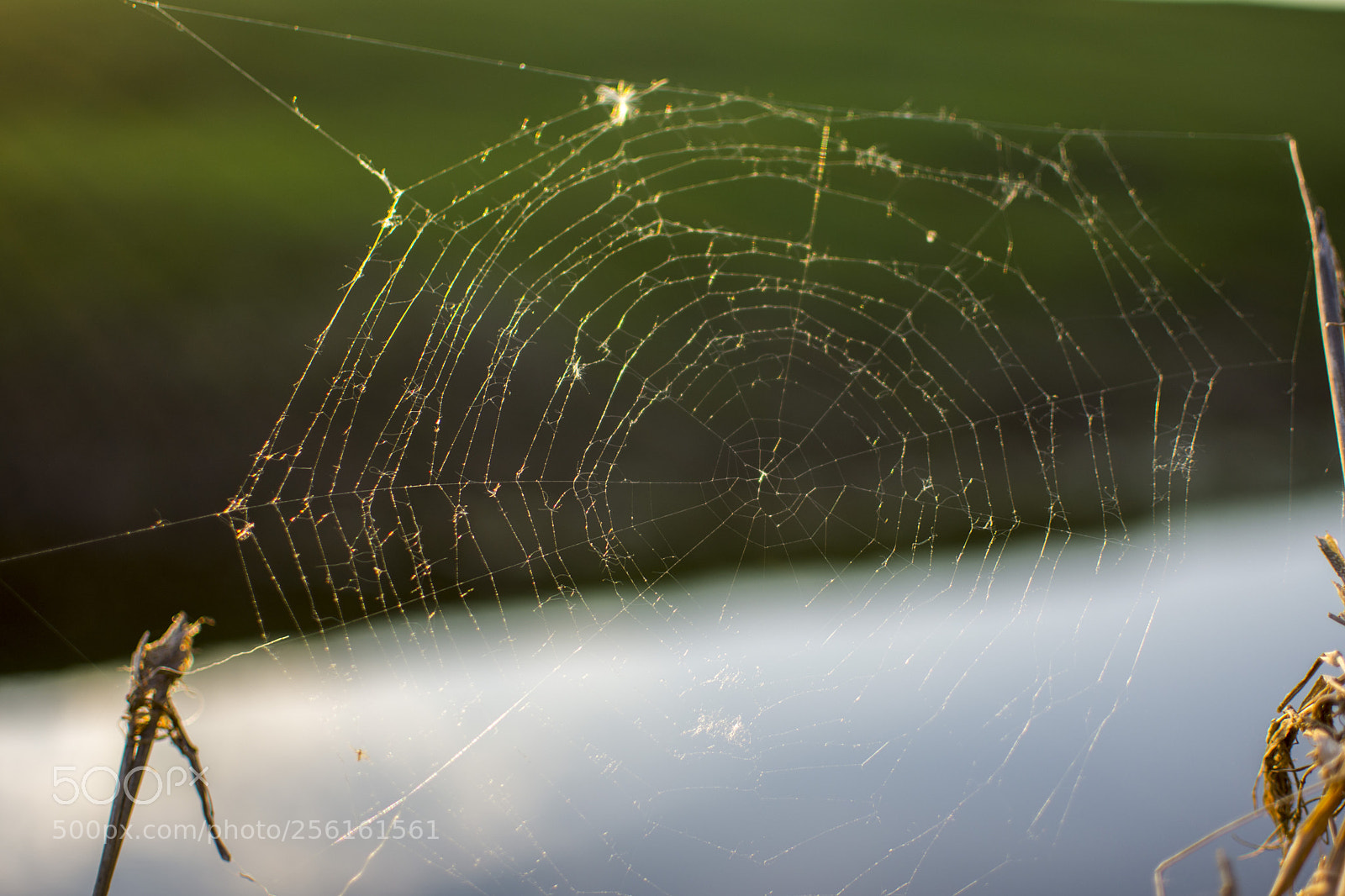 Nikon D7200 sample photo. Radial photography