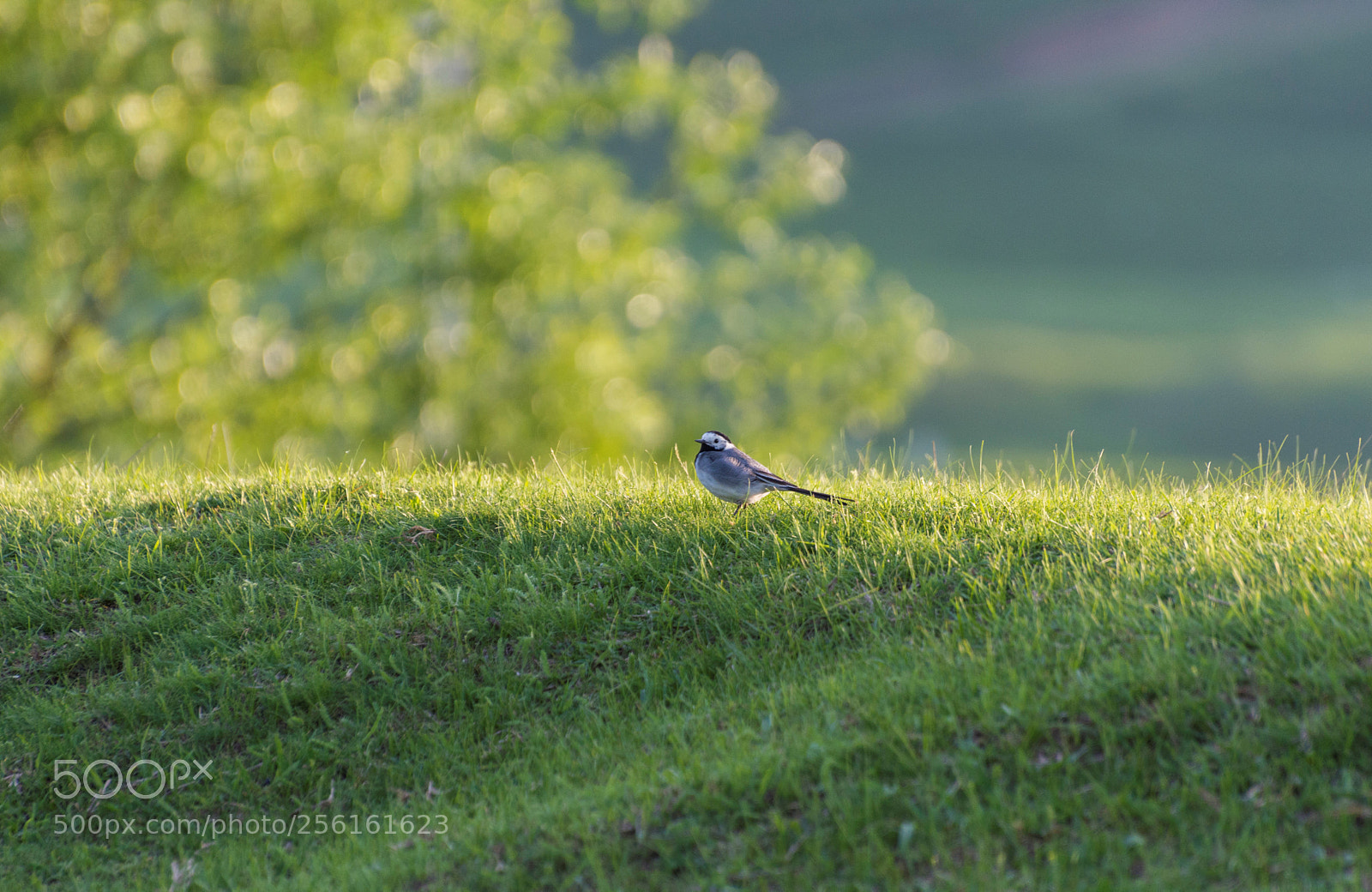 Nikon D7200 sample photo. Beautiful bird photography
