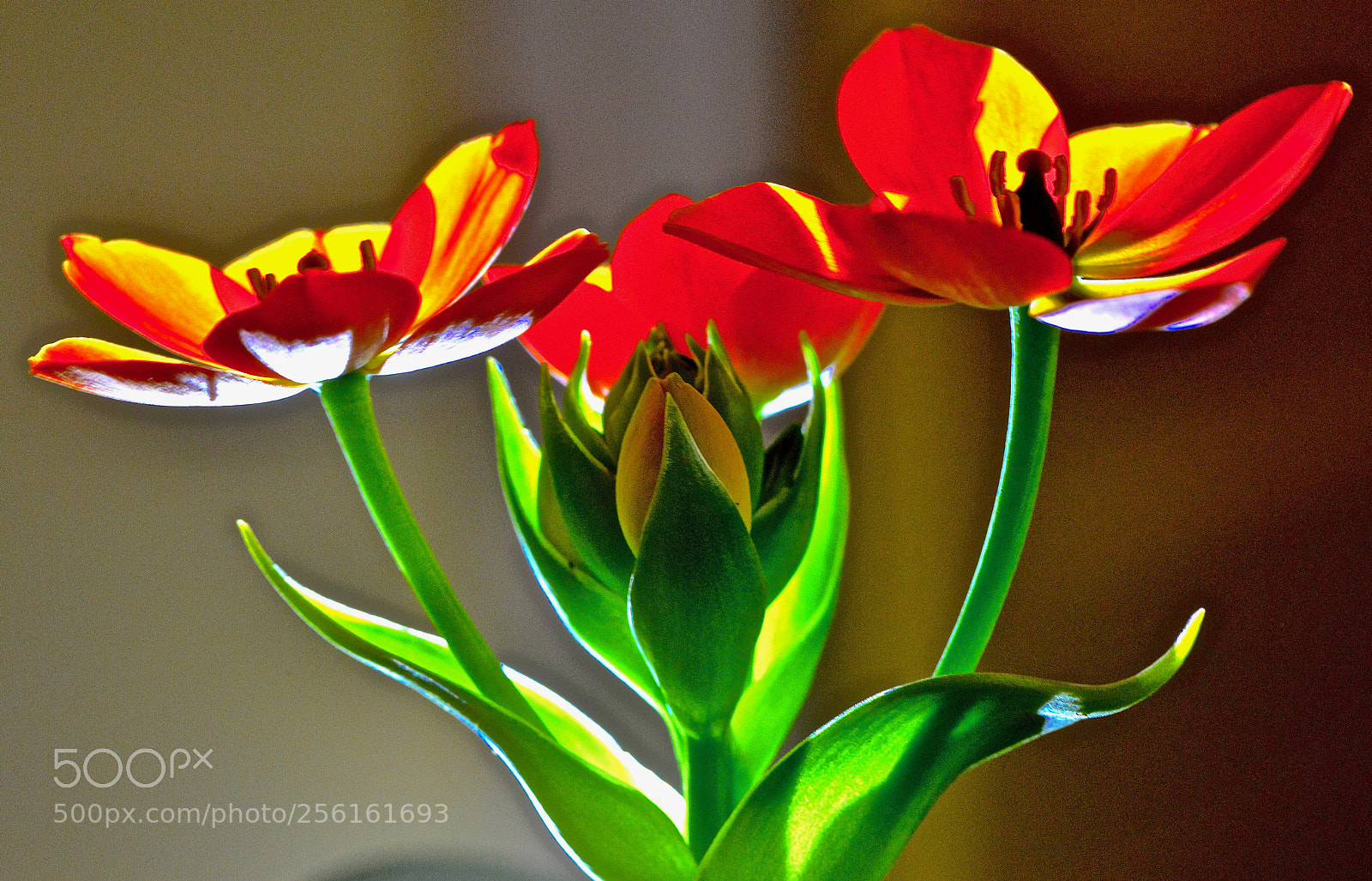 Nikon D800 sample photo. Colorful flower photography