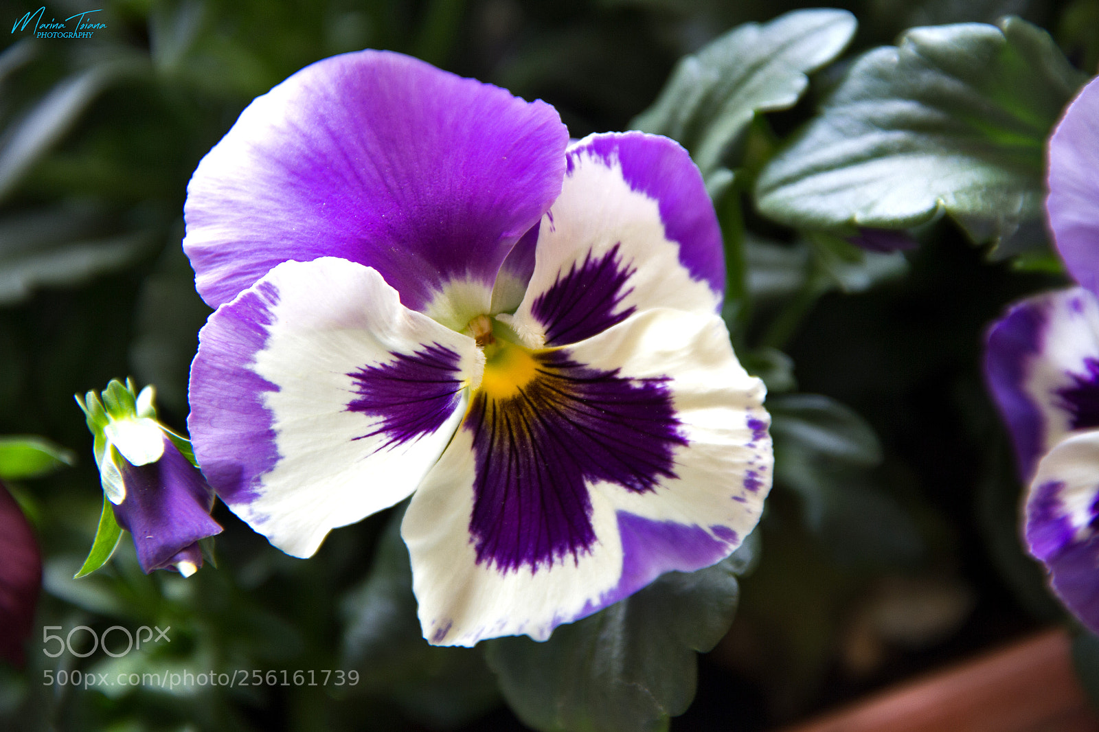 Canon EOS 60D sample photo. Purple all over photography