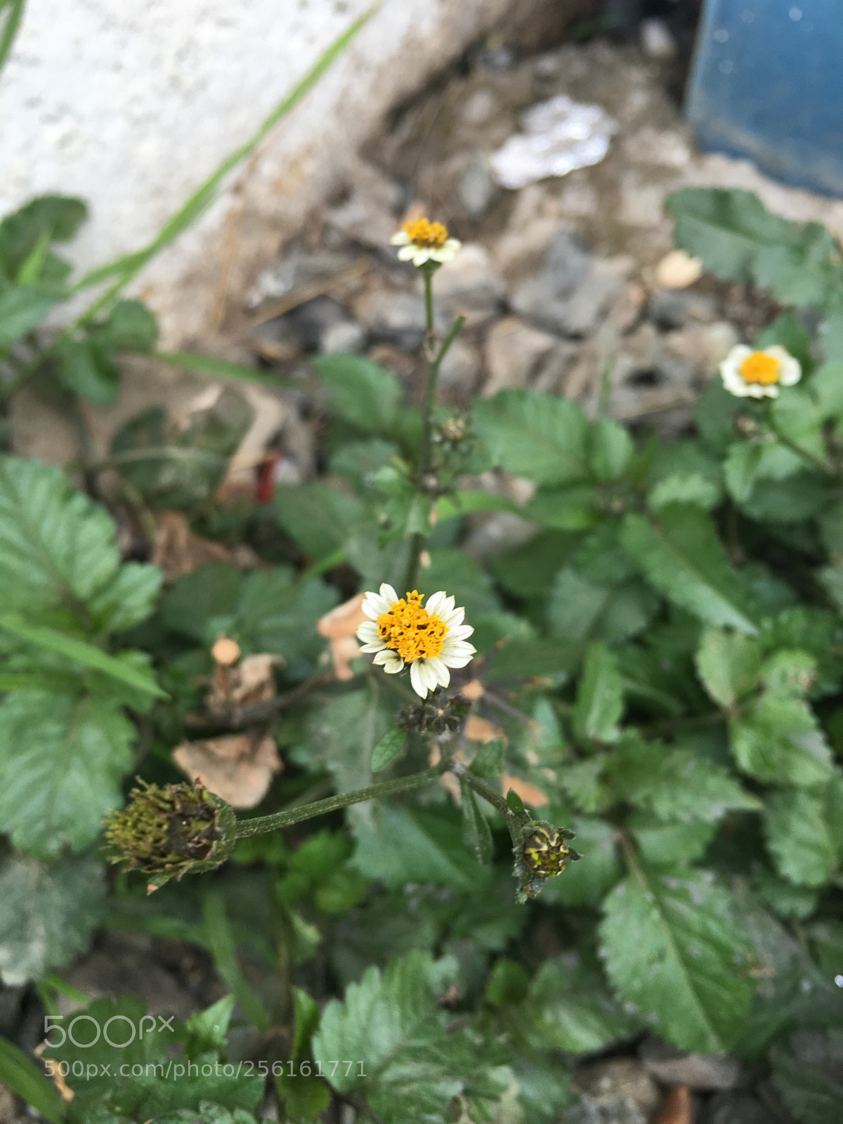 Apple iPhone 6s sample photo. Flower photography