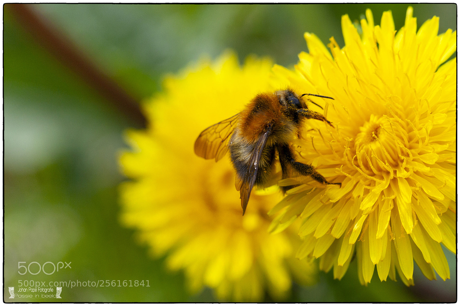 Canon EOS 5D Mark II sample photo. Bumble bee at work photography