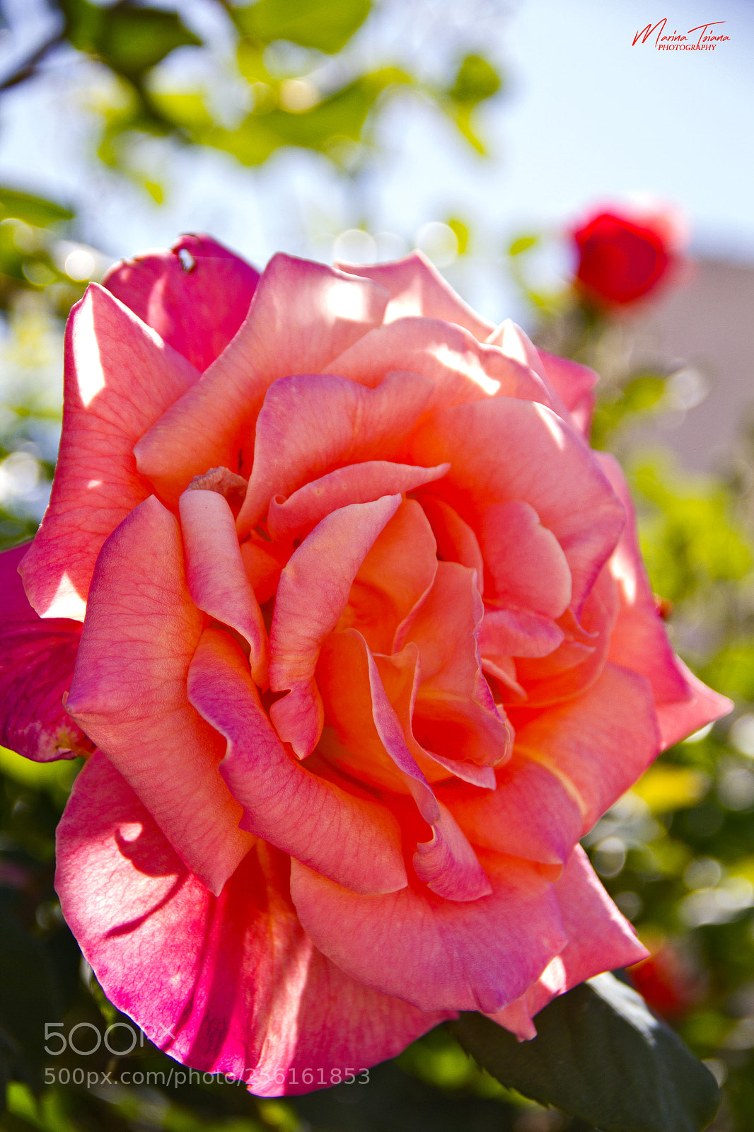 Canon EOS 60D sample photo. Rosy spring petals photography