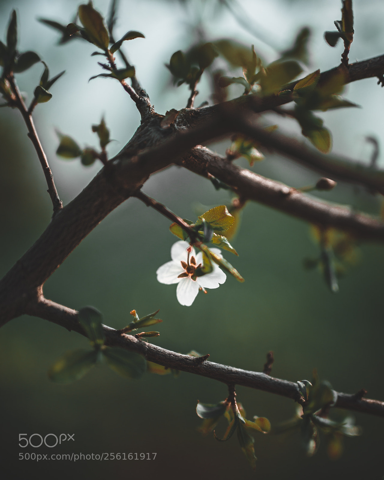 Canon EOS 6D sample photo. Spring blossoms. photography