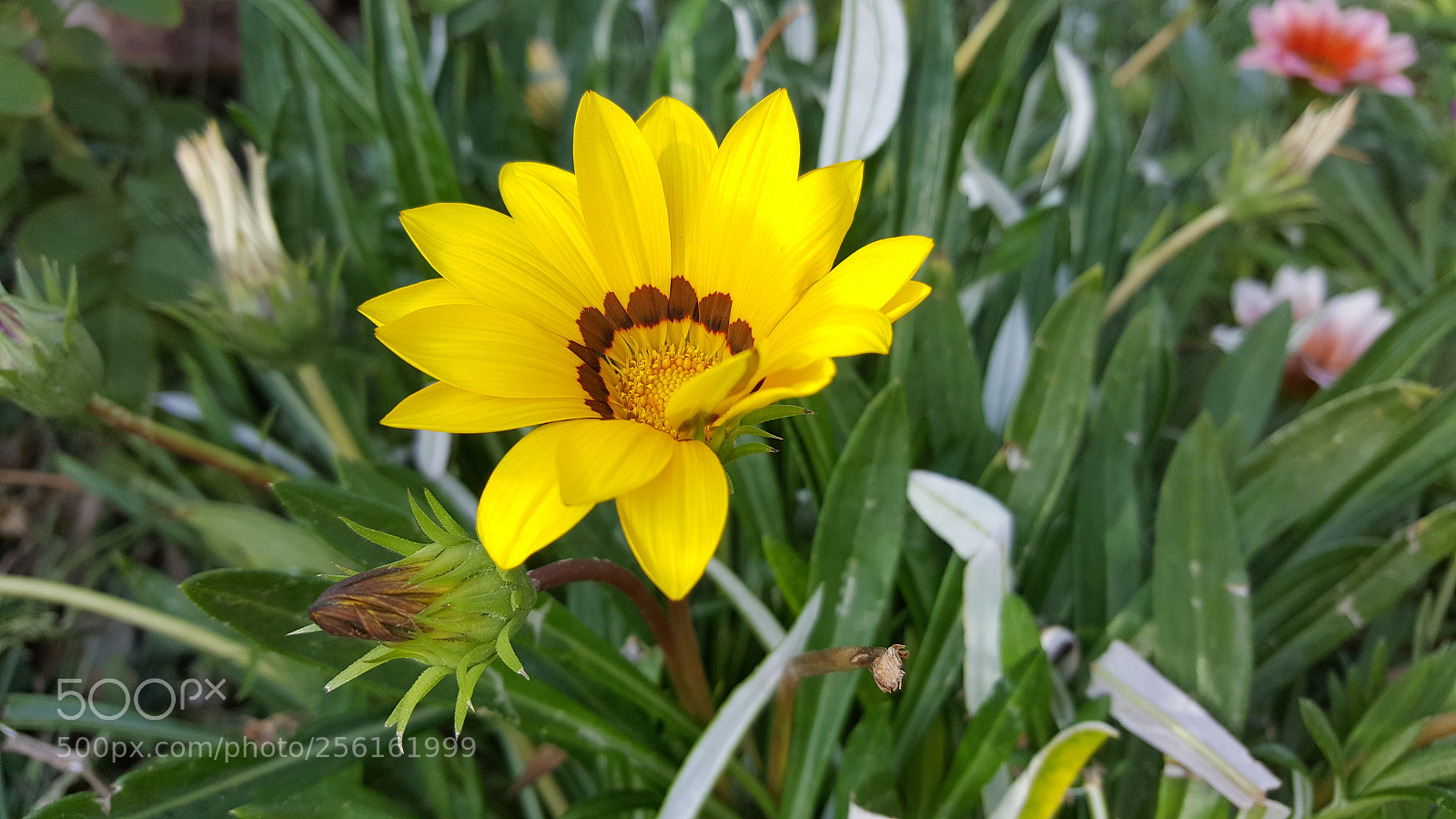 Samsung GALAXY S6 edge sample photo. Yellow flower photography