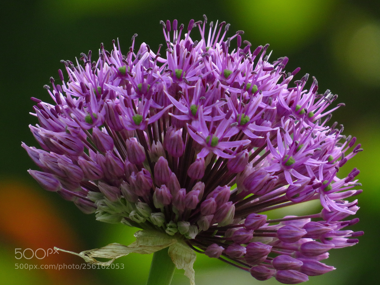Canon PowerShot SX540 HS sample photo. Img photography