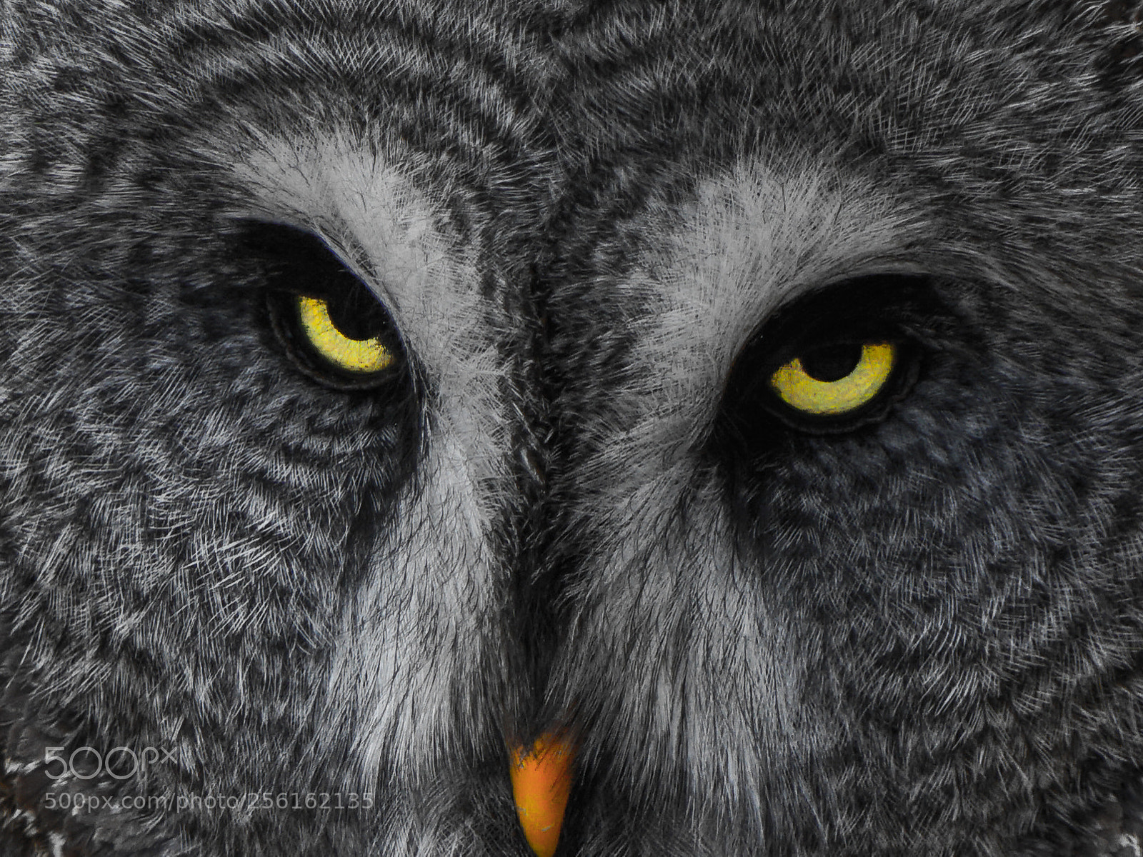 Sony a6000 sample photo. Owl eyes photography