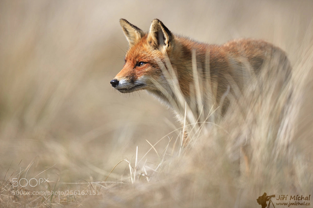 Canon EOS 5D Mark IV sample photo. Red fox photography
