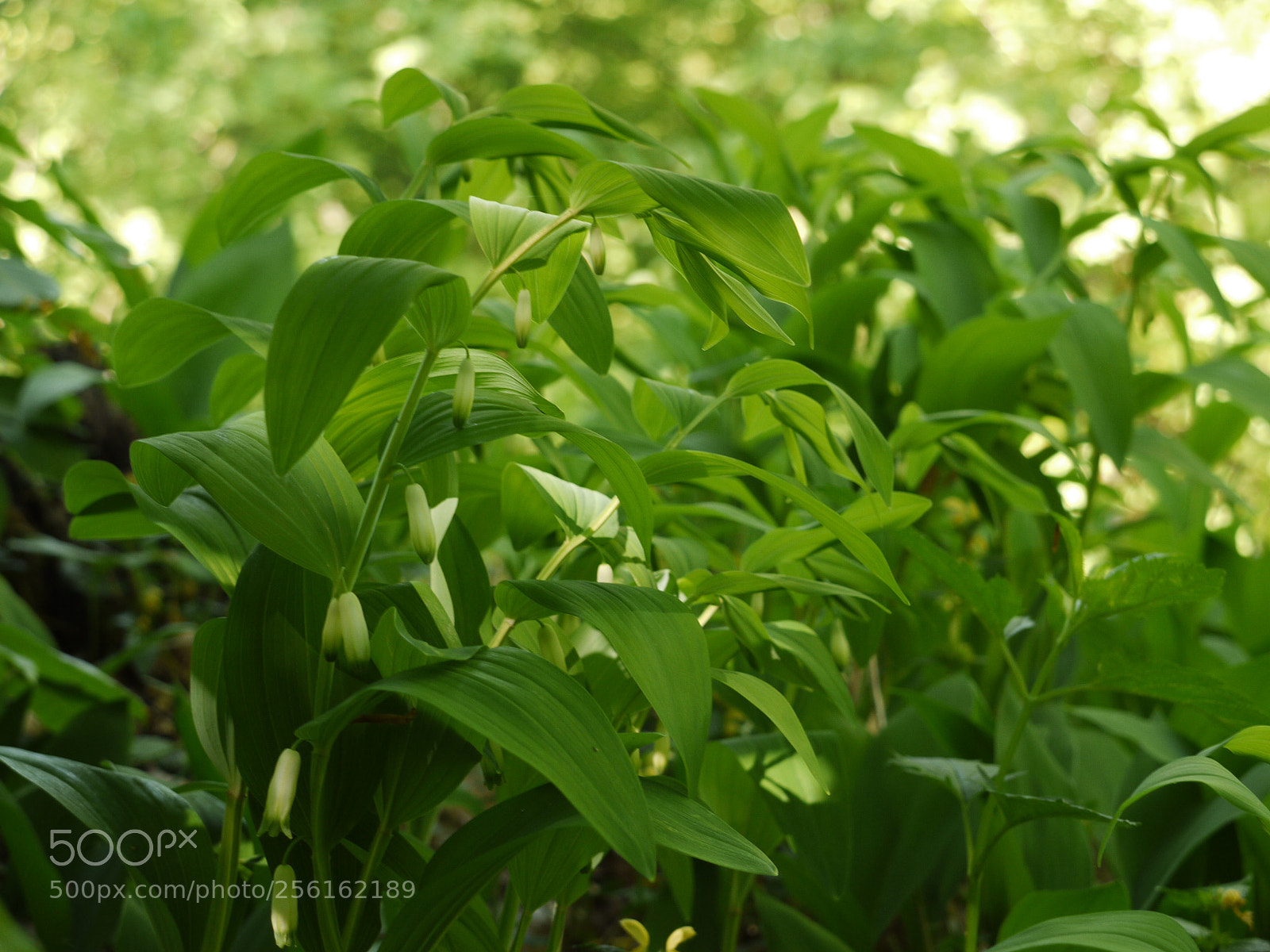 Panasonic Lumix DMC-G1 sample photo. Polygonatum multiflorum in bloom photography