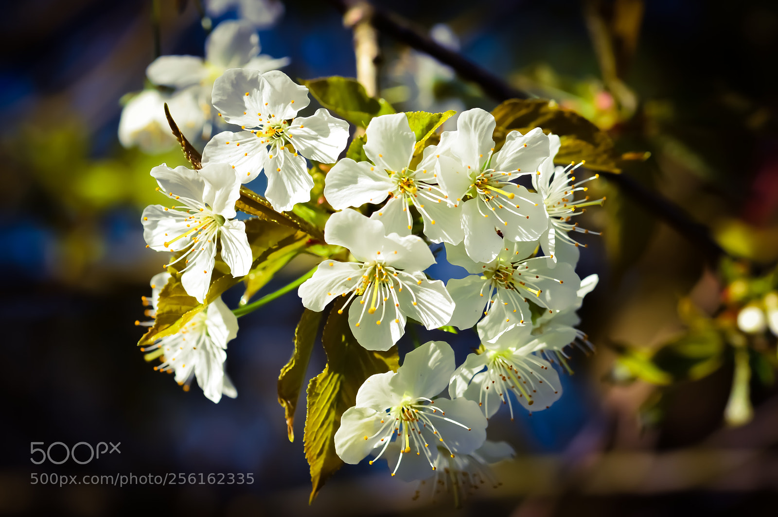 Nikon D3200 sample photo. Spring is in the photography