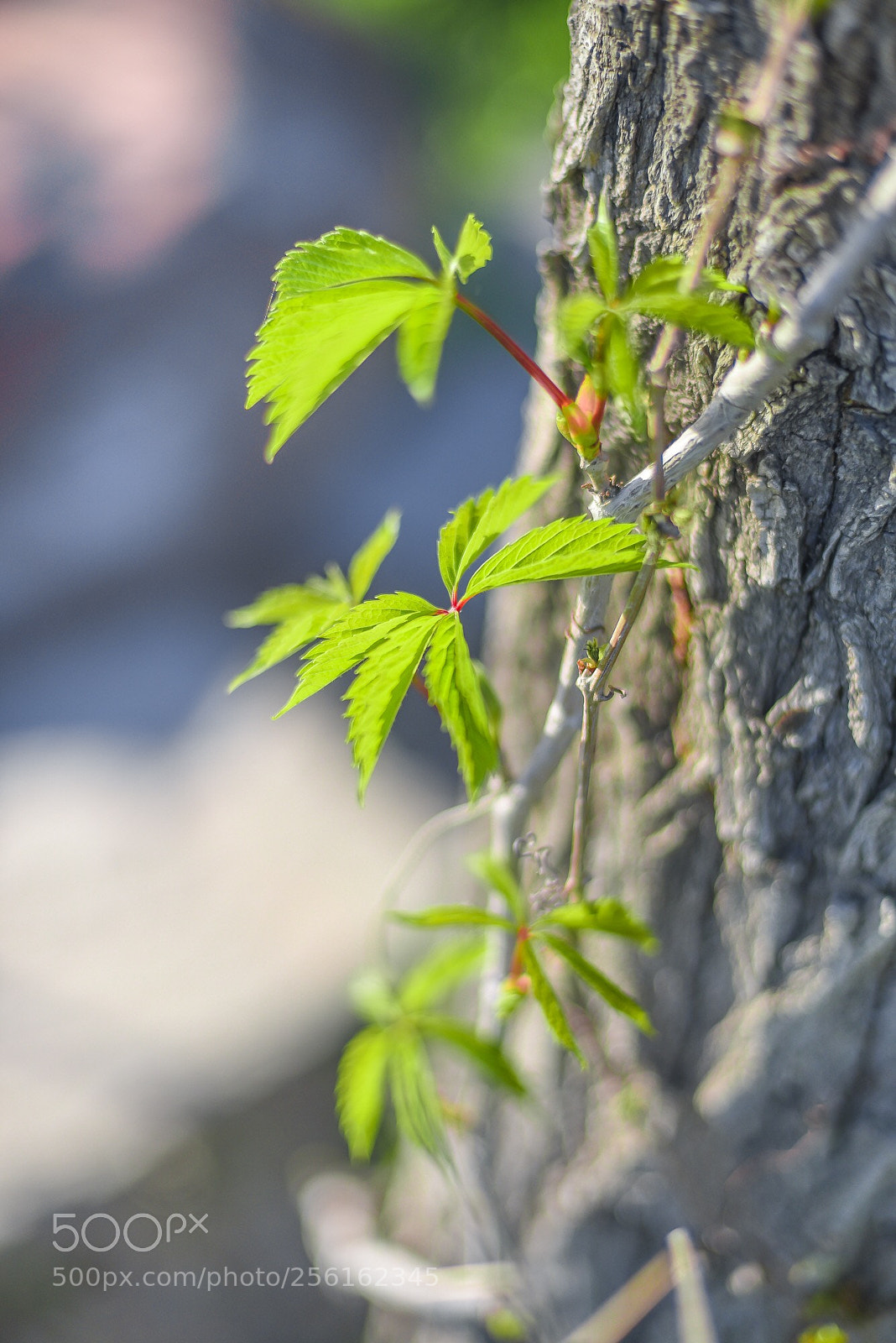 Nikon D750 sample photo. Wish you have a photography