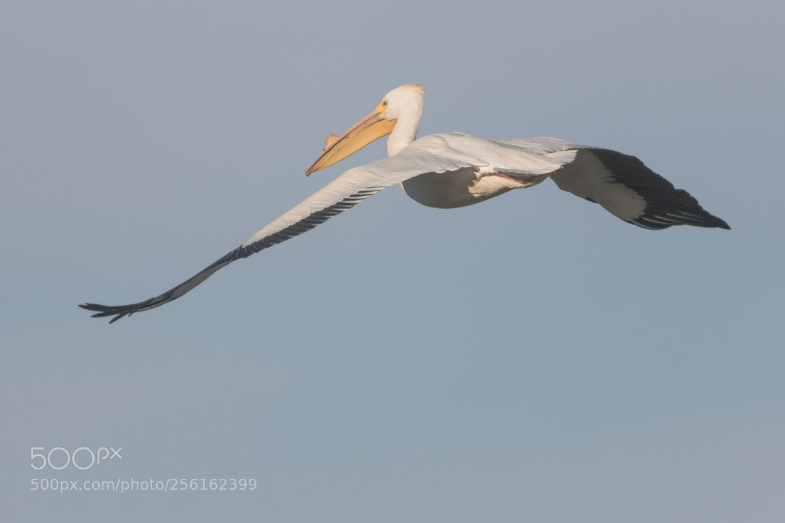 Canon EOS 7D Mark II sample photo. Pelican in flight snwr photography