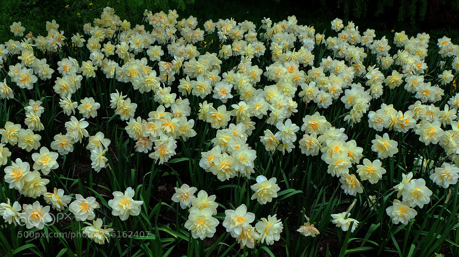 Fujifilm X-M1 sample photo. Narcissus photography