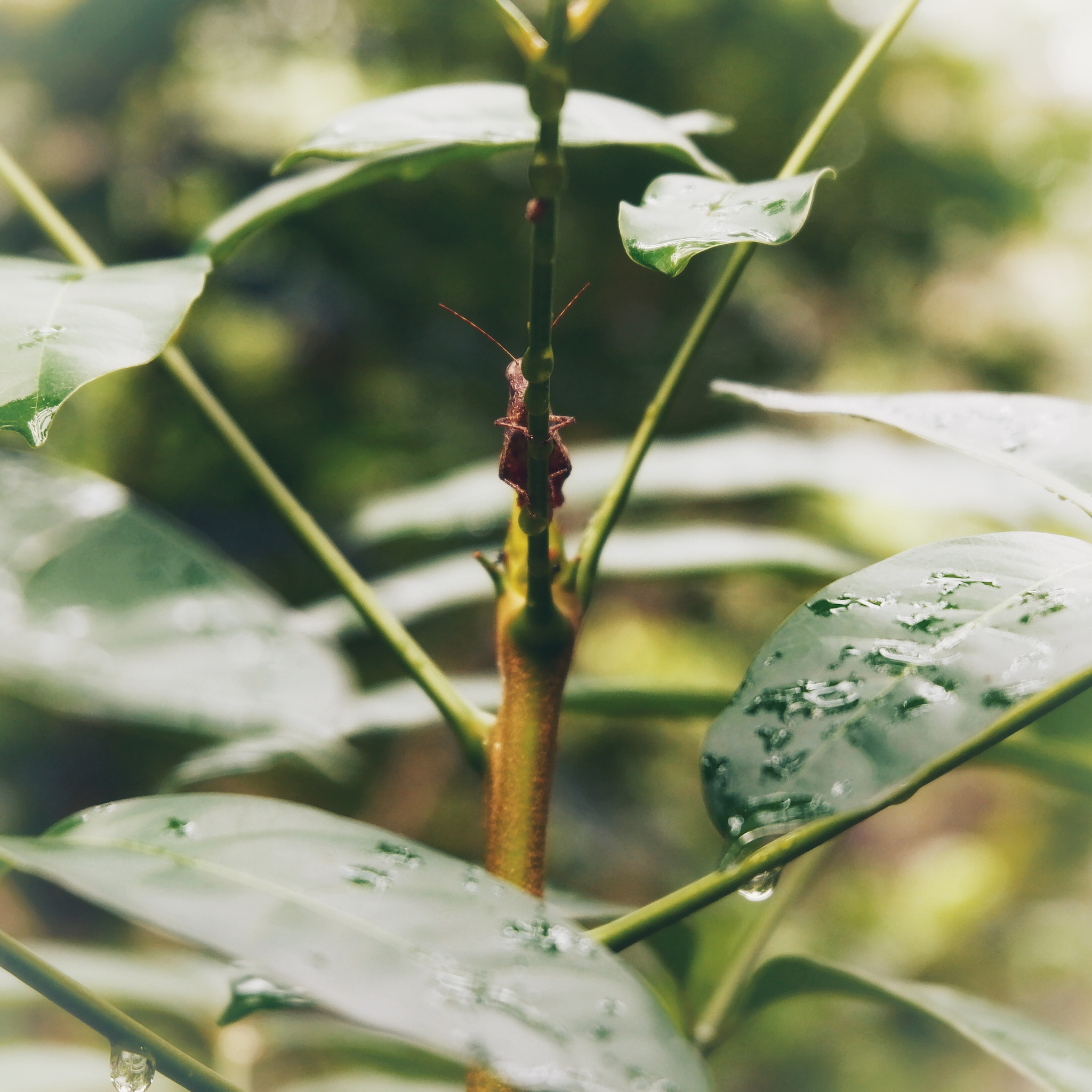 Fujifilm X-A10 sample photo. Dissosteira carolina photography