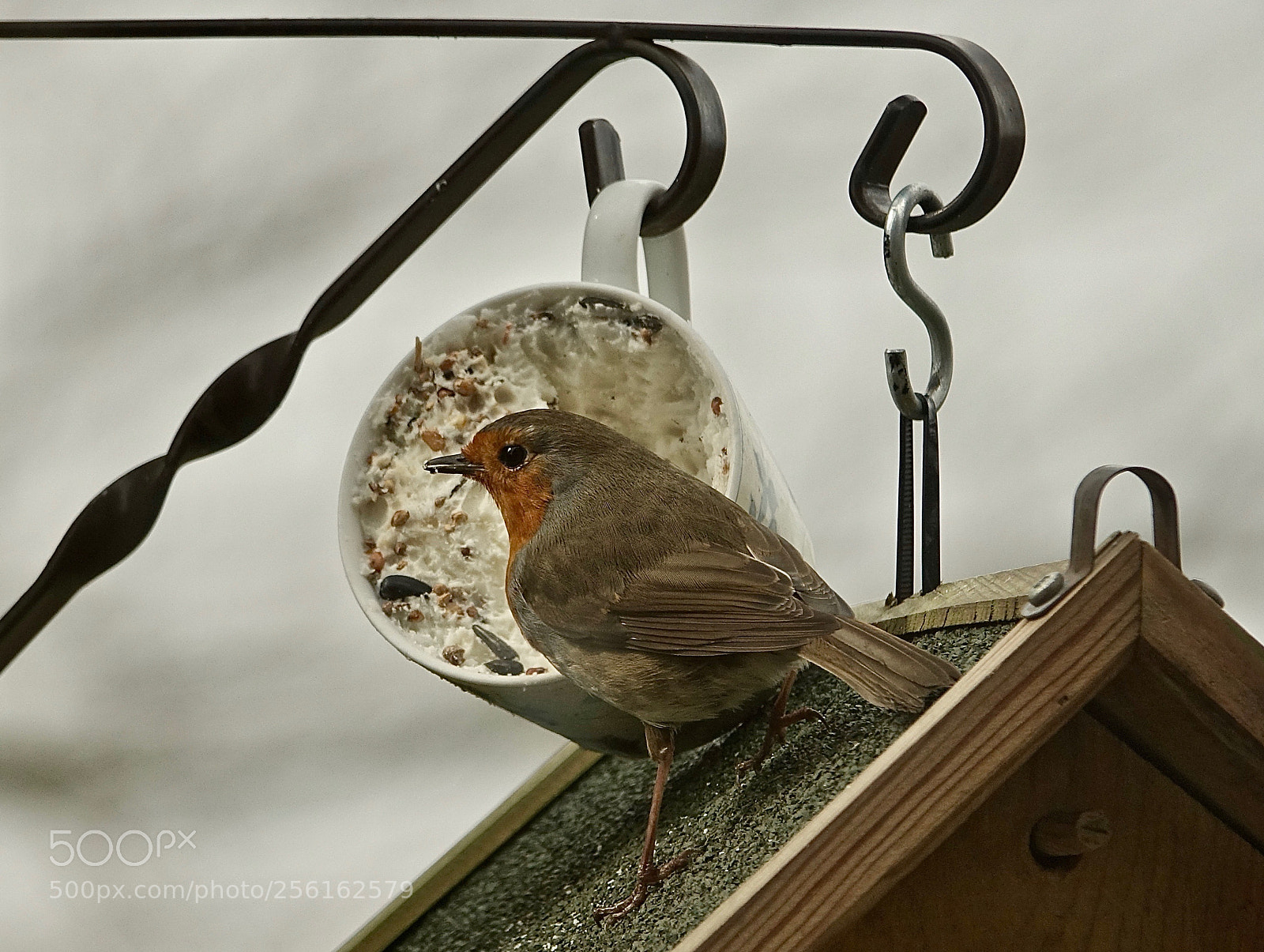 Sony Cyber-shot DSC-RX10 III sample photo. Robin in the garden photography