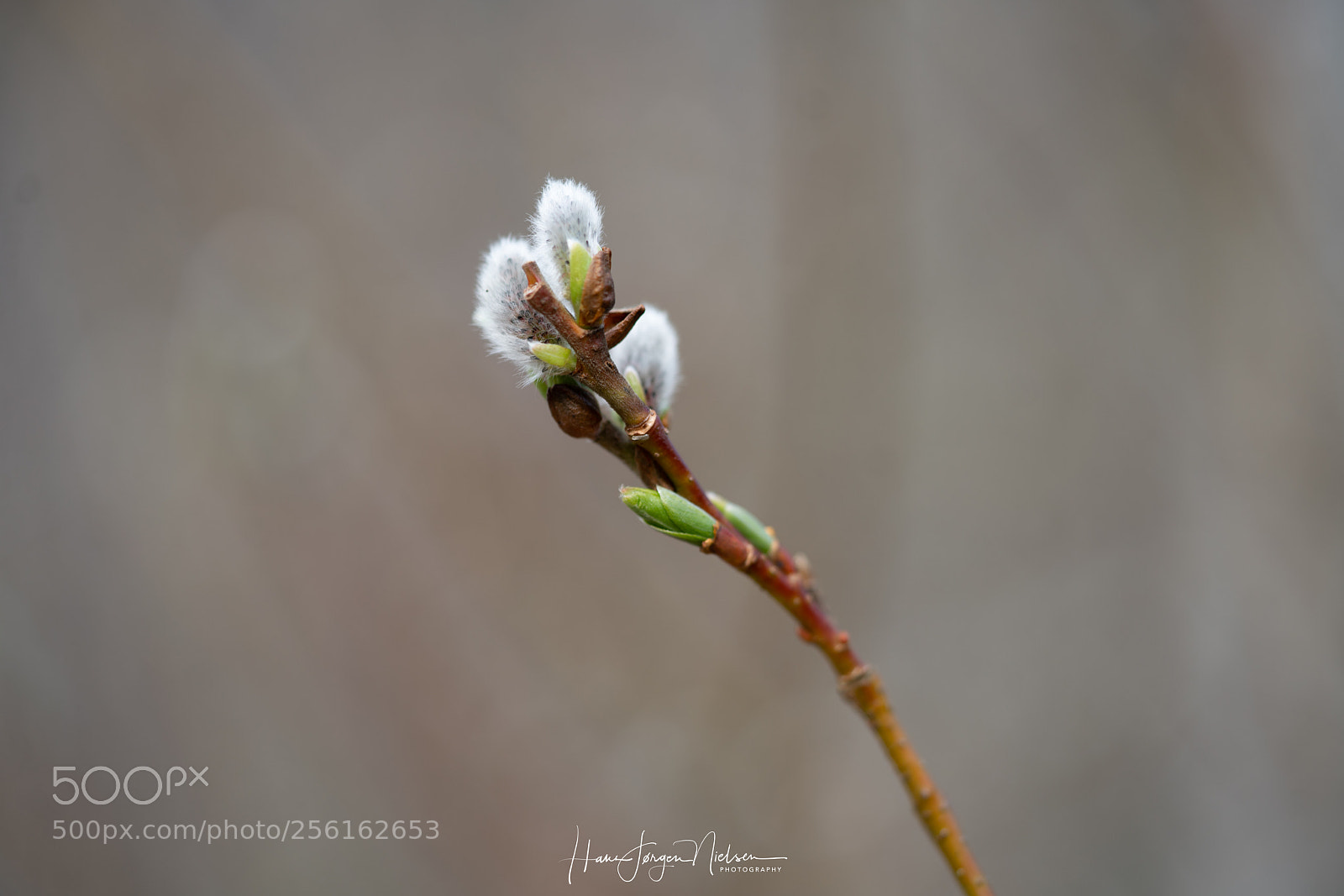 Sony a7R II sample photo. Pussy willows photography