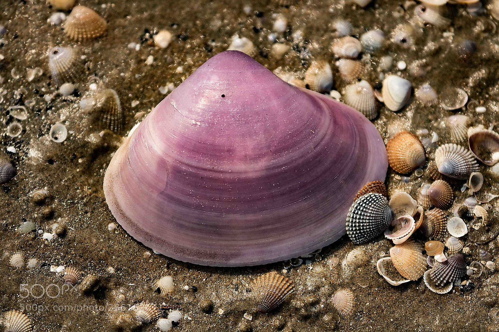 Canon EOS 750D (EOS Rebel T6i / EOS Kiss X8i) sample photo. Shells chandipur odisha india photography