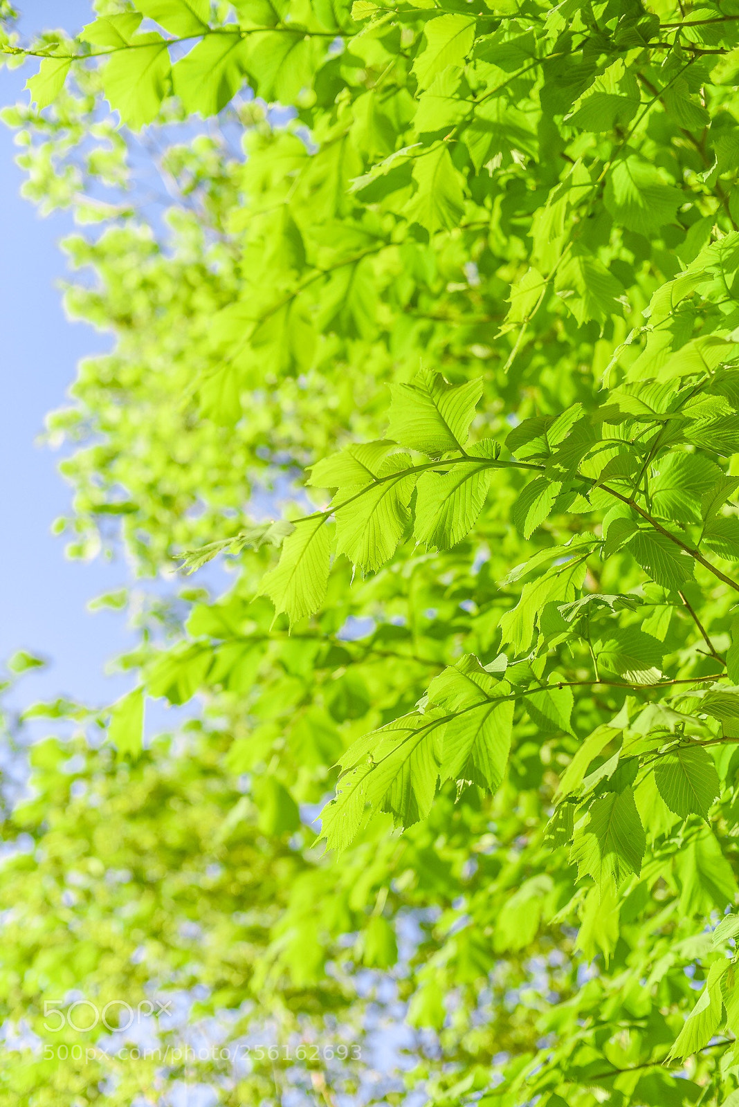 Nikon D750 sample photo. Green photography