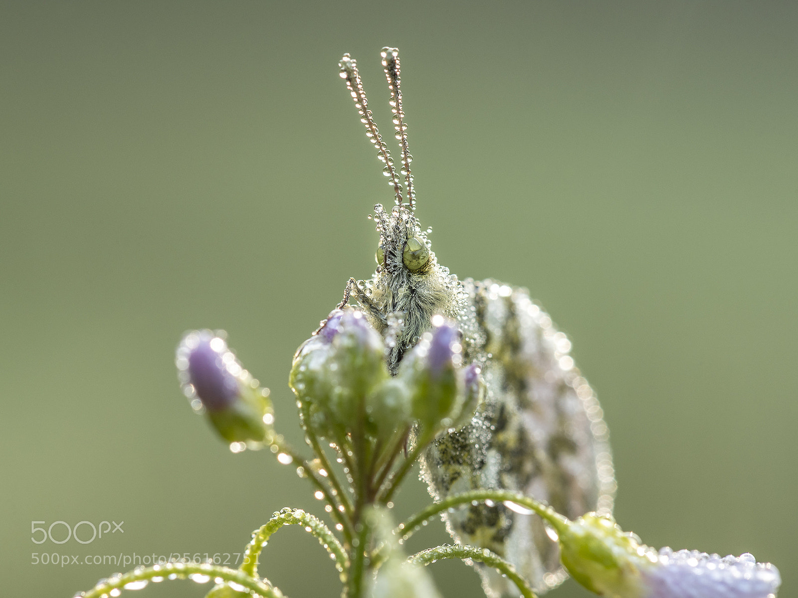 Nikon D750 sample photo. Orangetip with dew close-up photography