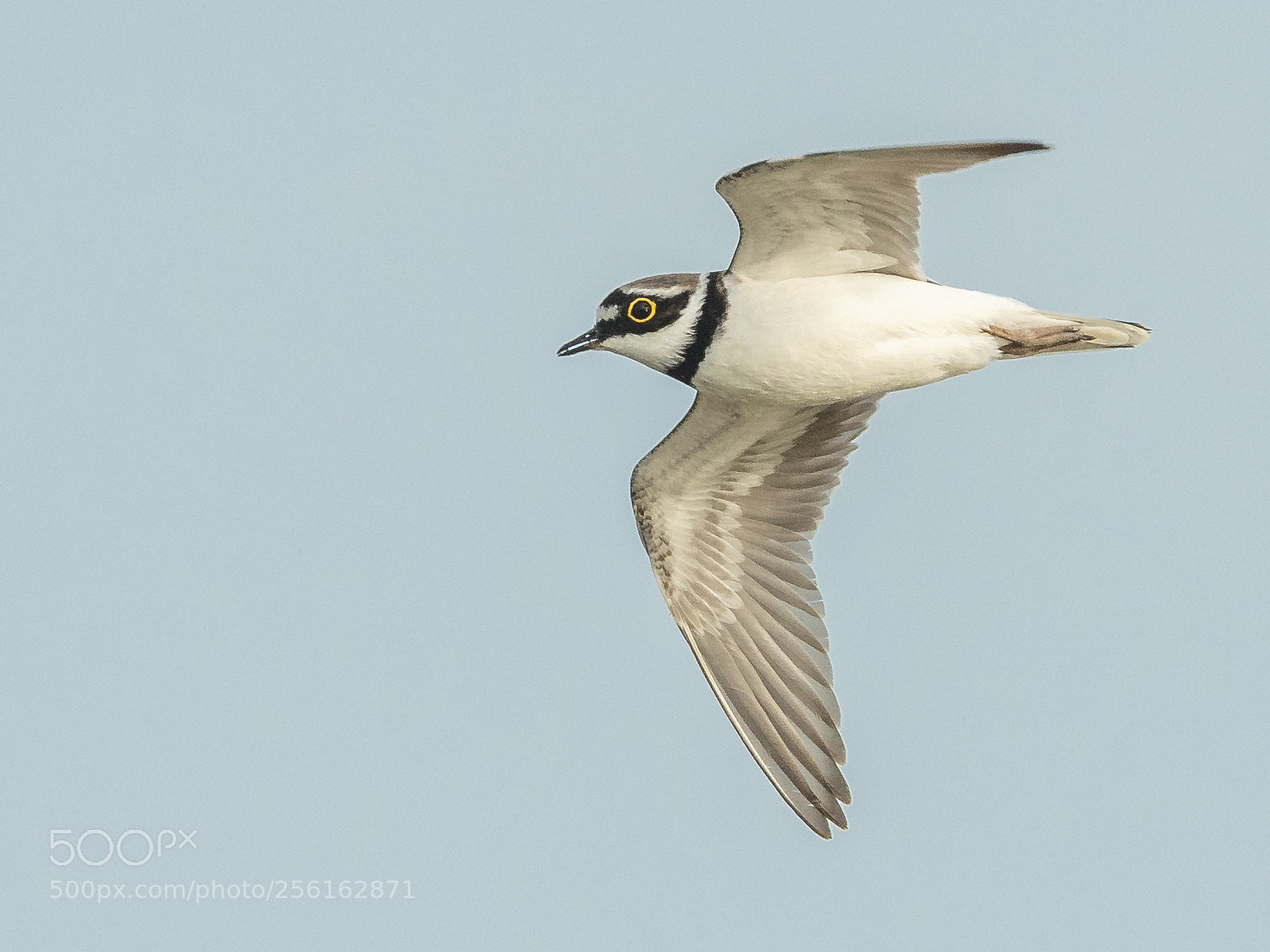 Nikon D500 sample photo. Little plover in flight photography