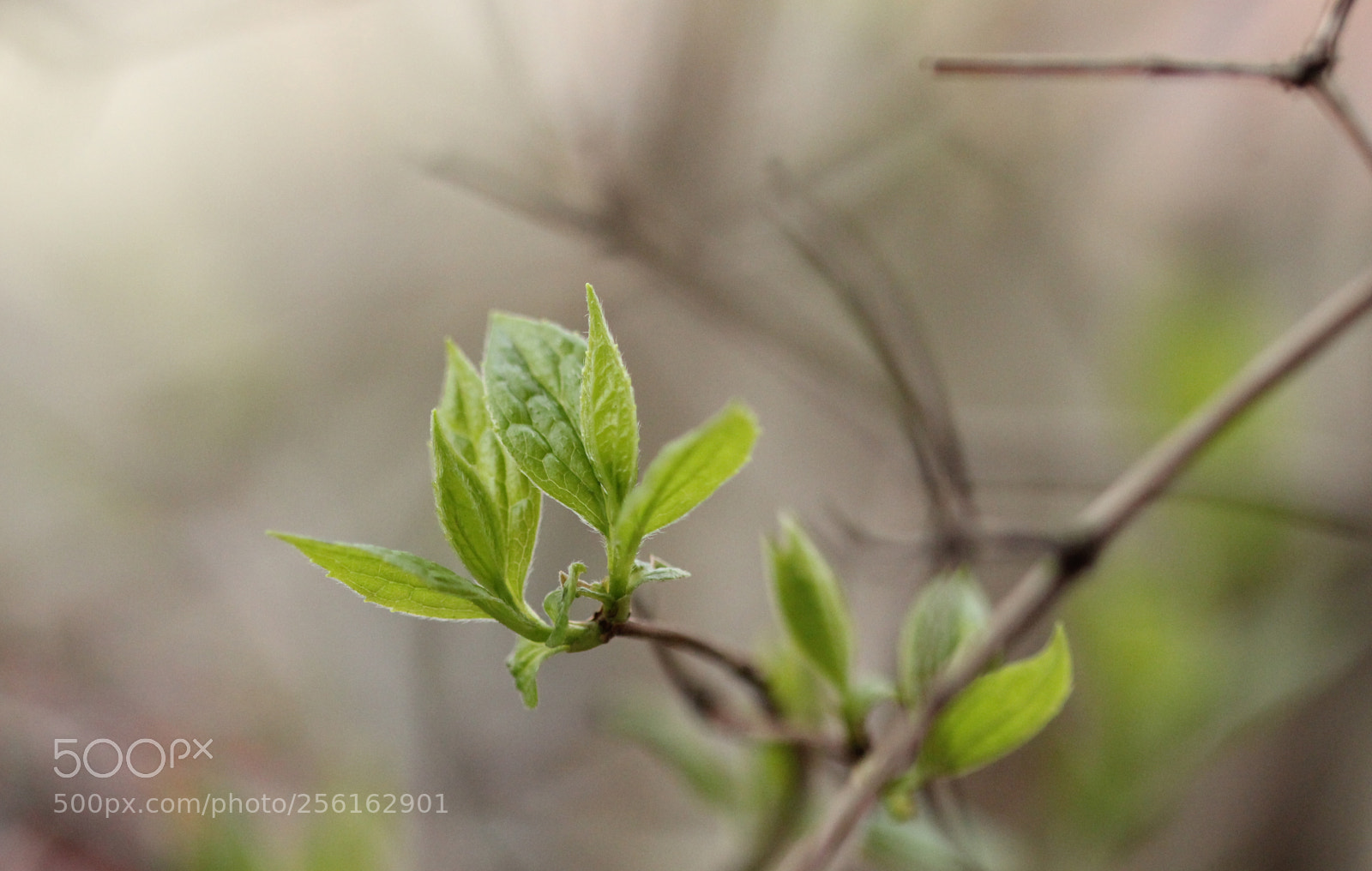 Canon EOS 600D (Rebel EOS T3i / EOS Kiss X5) sample photo. New life photography