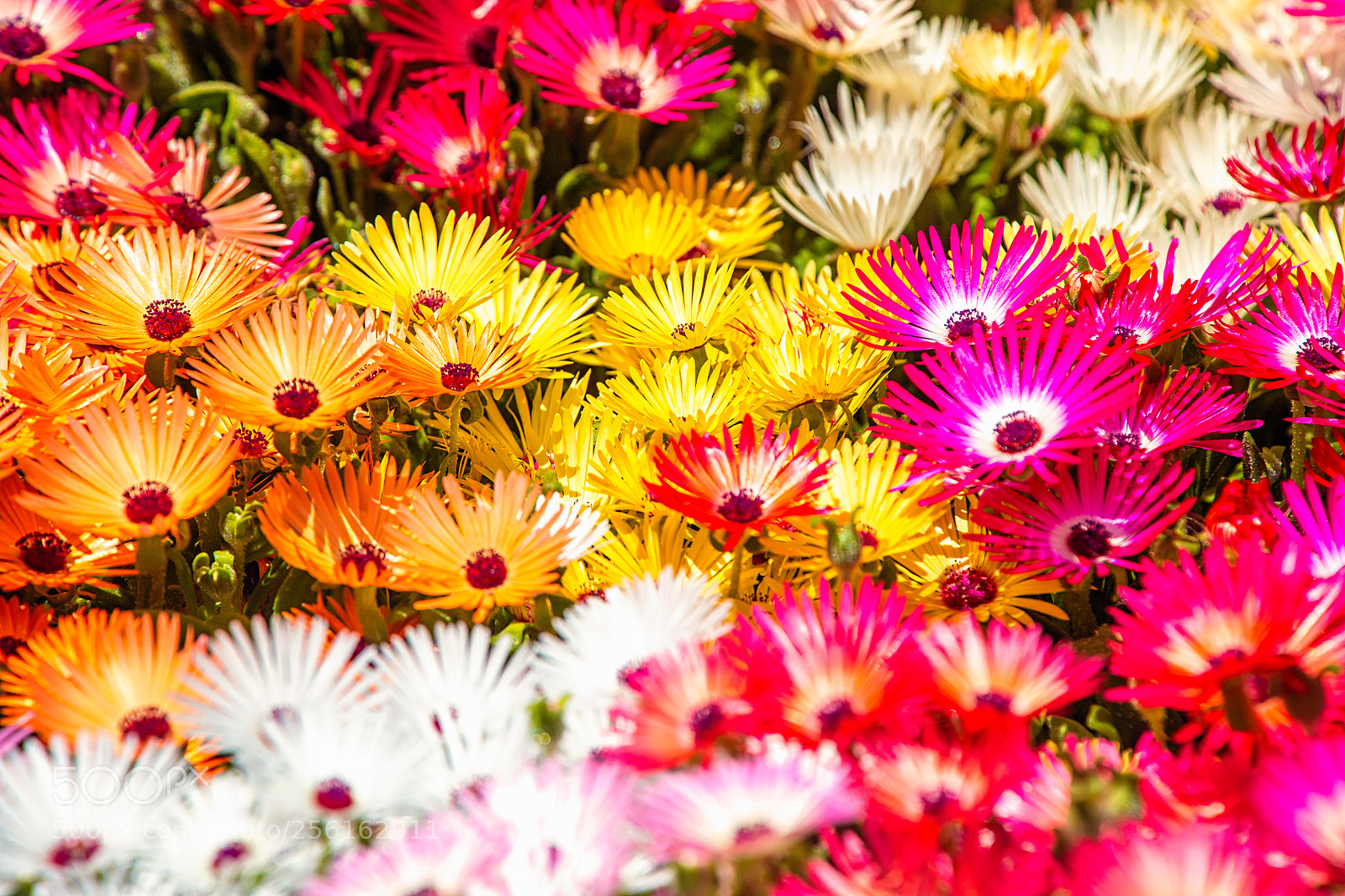Canon EOS 5DS R sample photo. Color palette photography