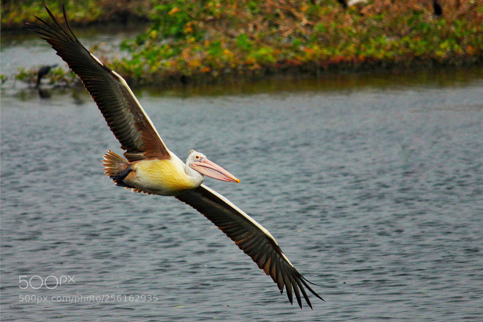Canon EOS 700D (EOS Rebel T5i / EOS Kiss X7i) sample photo. Spot billed pelican photography