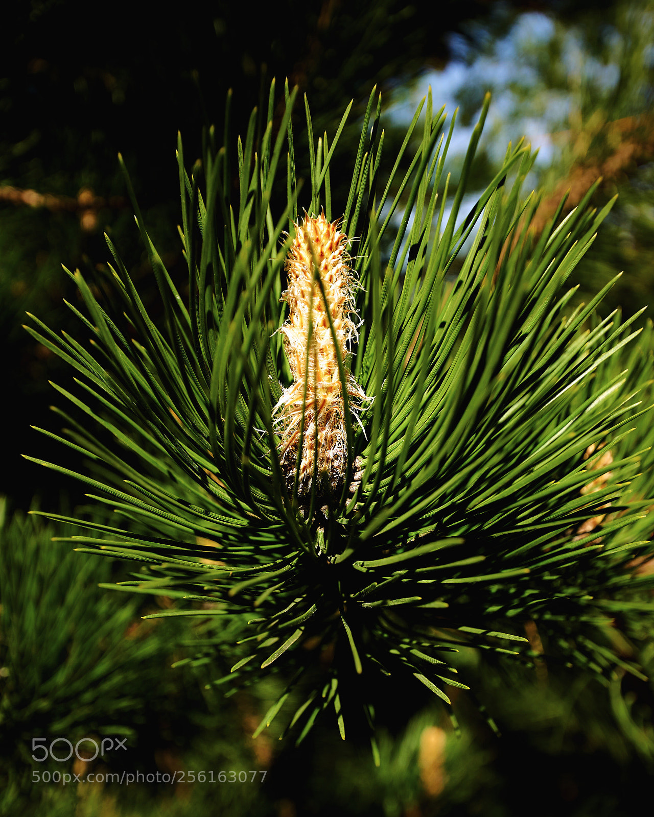 Sony ILCA-77M2 sample photo. Young cone photography