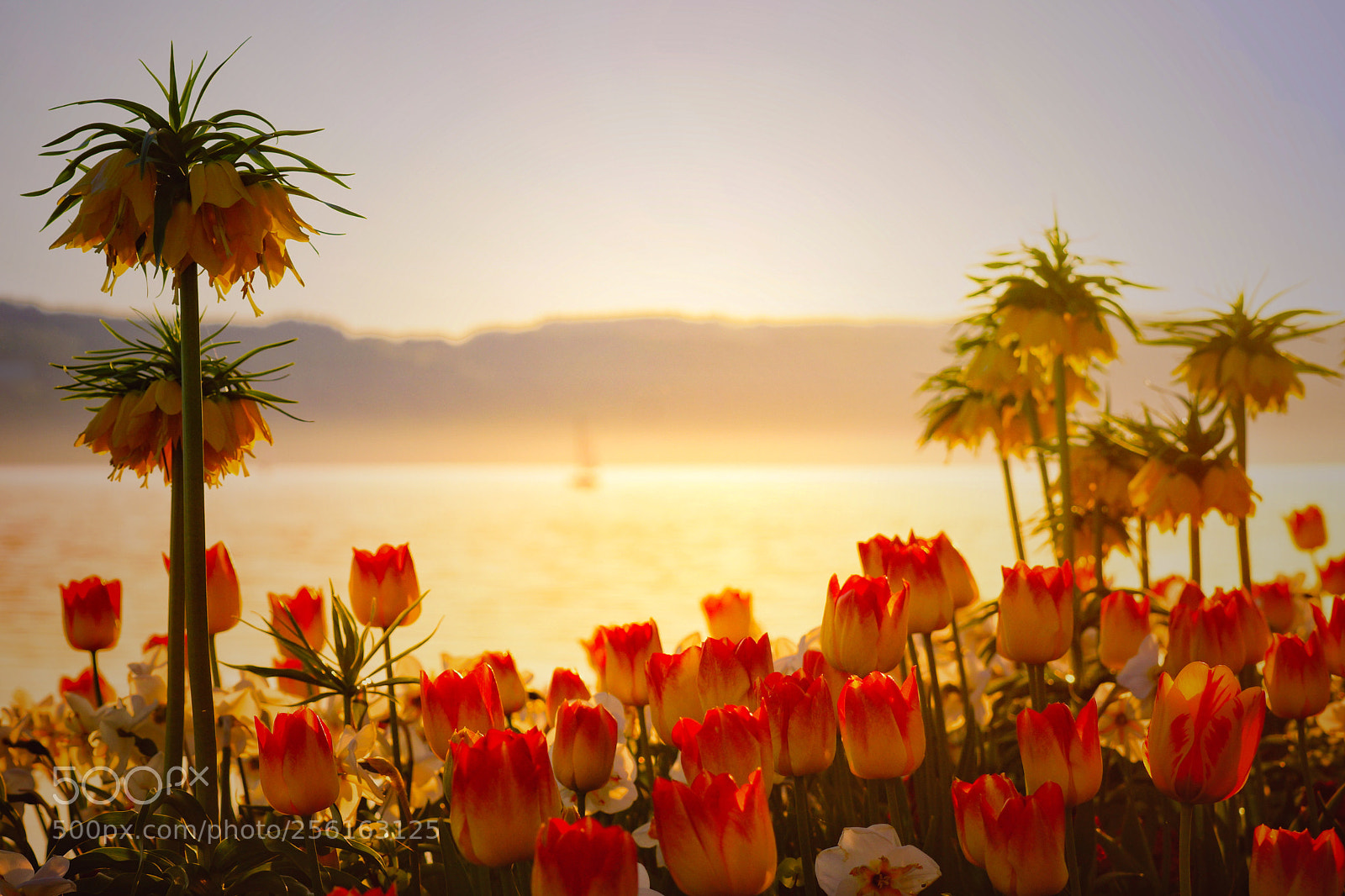 Sony SLT-A77 sample photo. Lake tulips photography